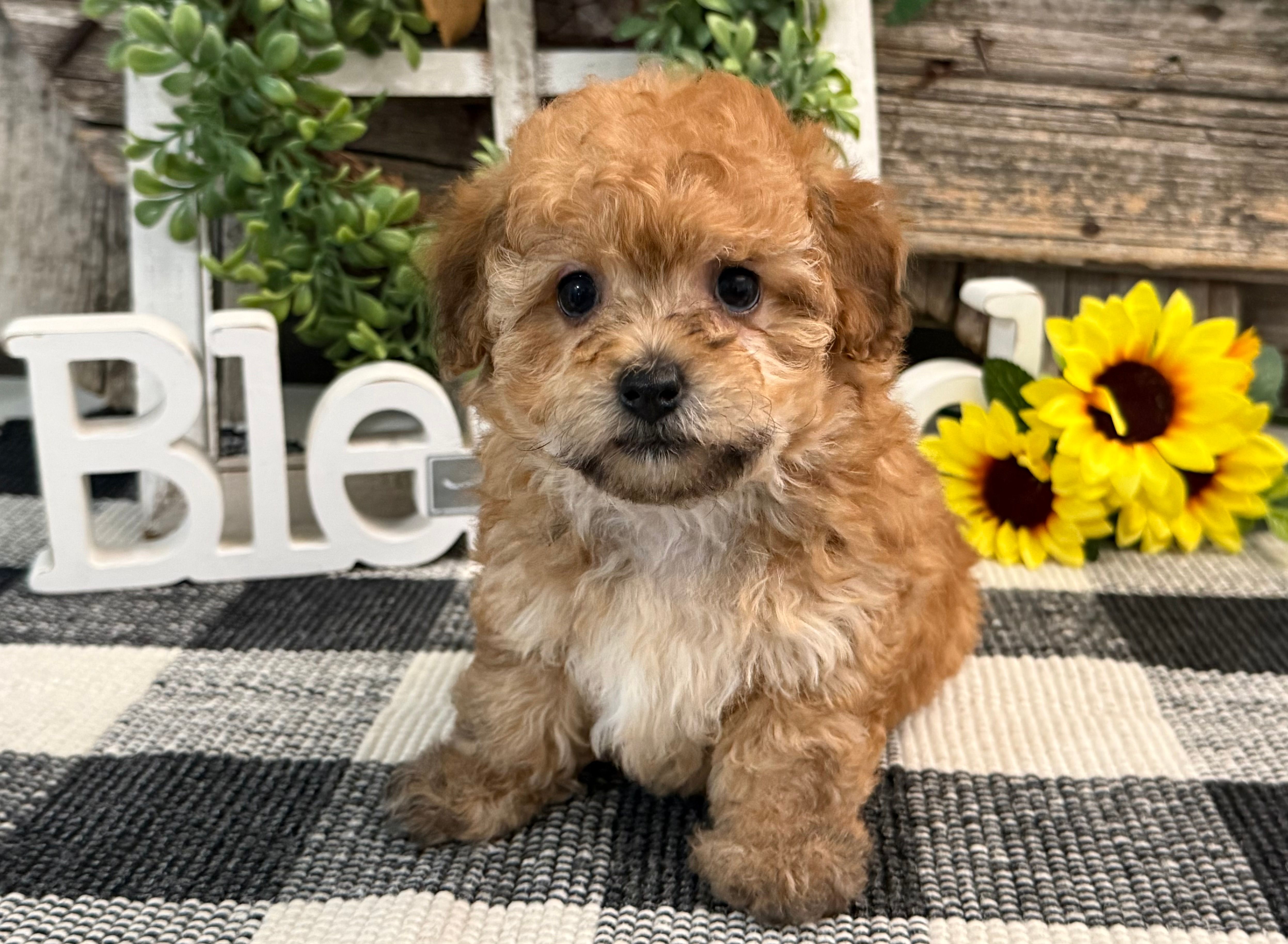 Burgundy – Havanese, Poodle - Miniature  puppy for sale in Shipshewana, IN