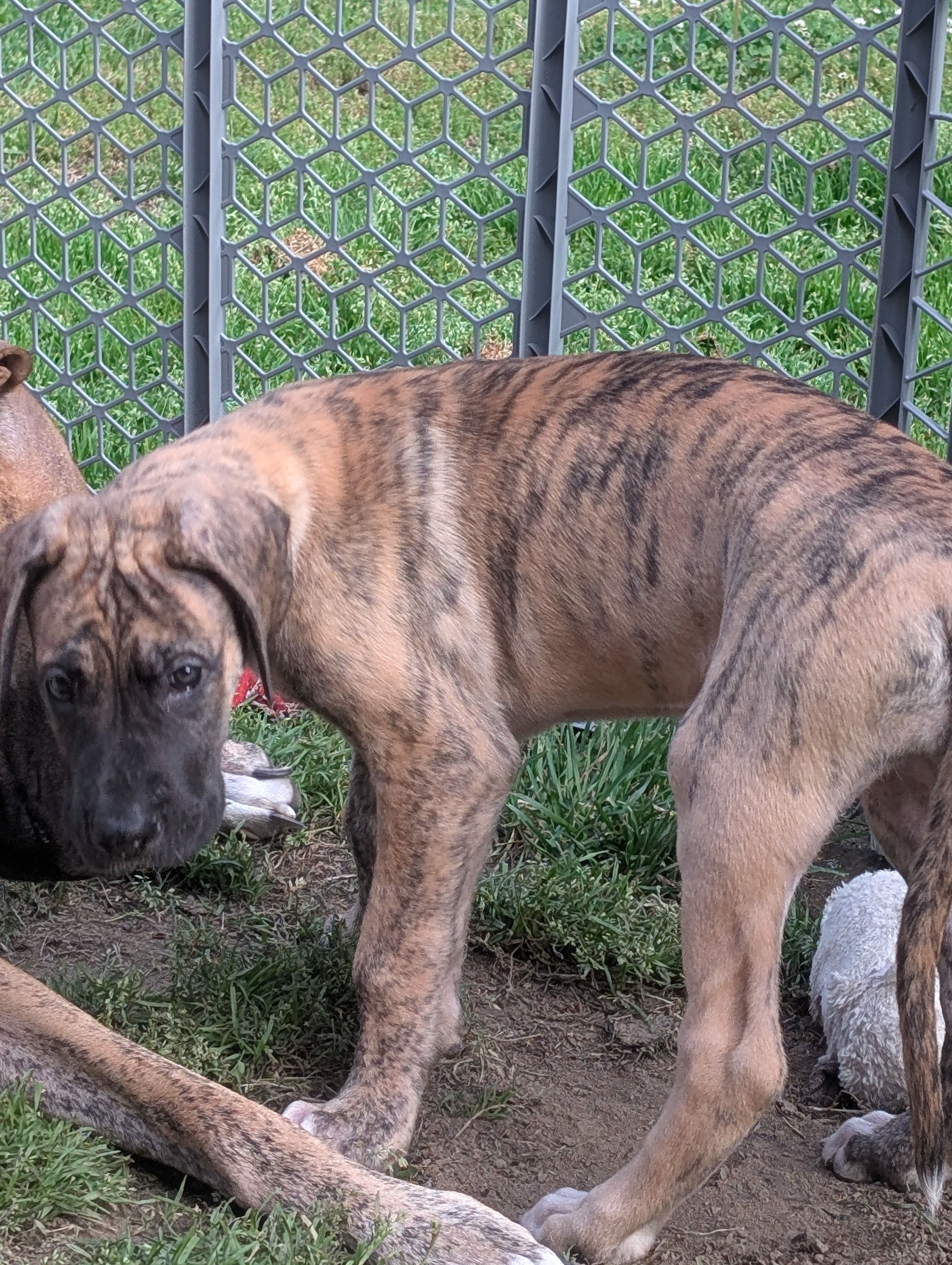 Americano – Great Dane, American Mastiff puppy for sale in Monroeville, PA