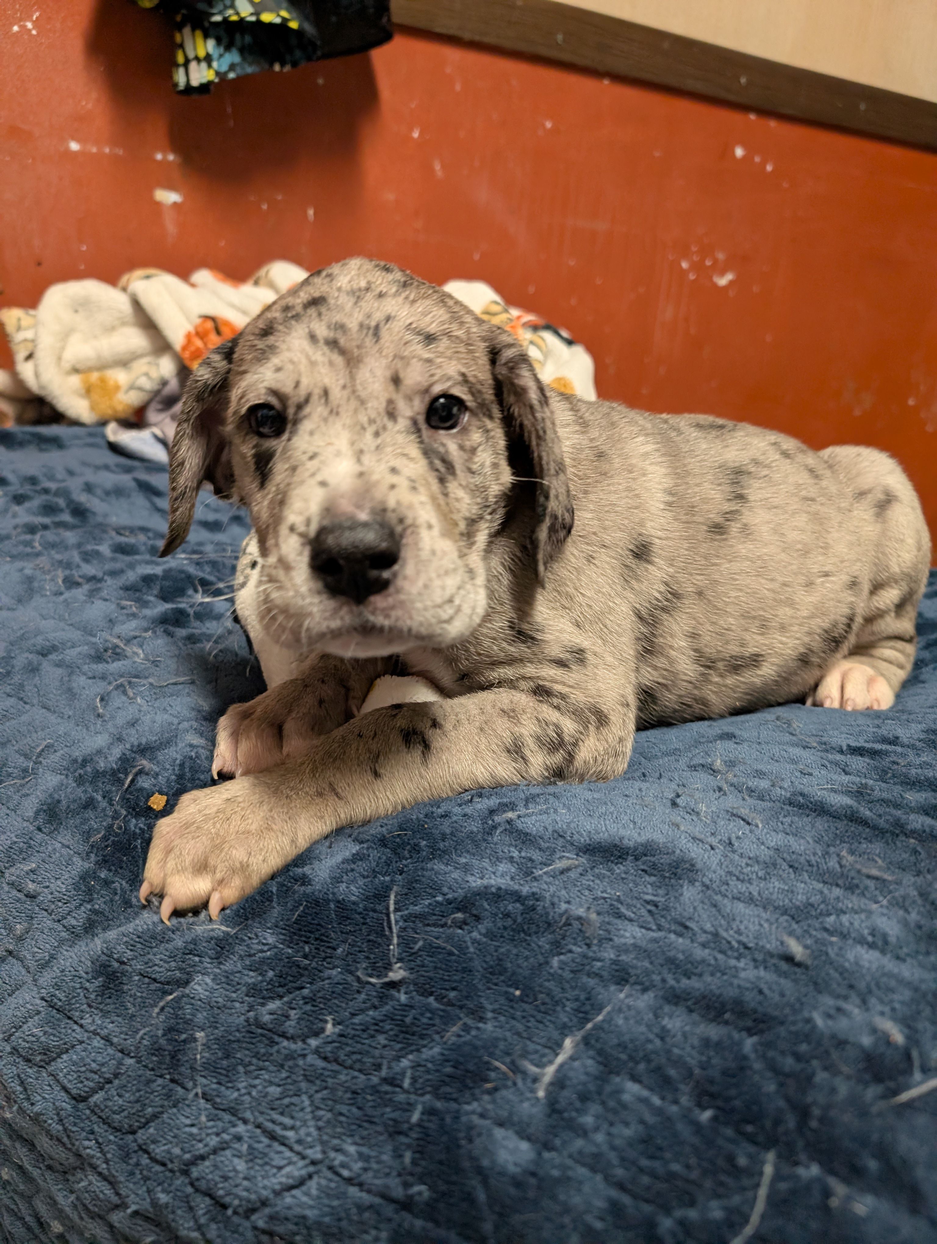 Sprinkles – Great Dane, American Mastiff puppy for sale in Monroeville, PA