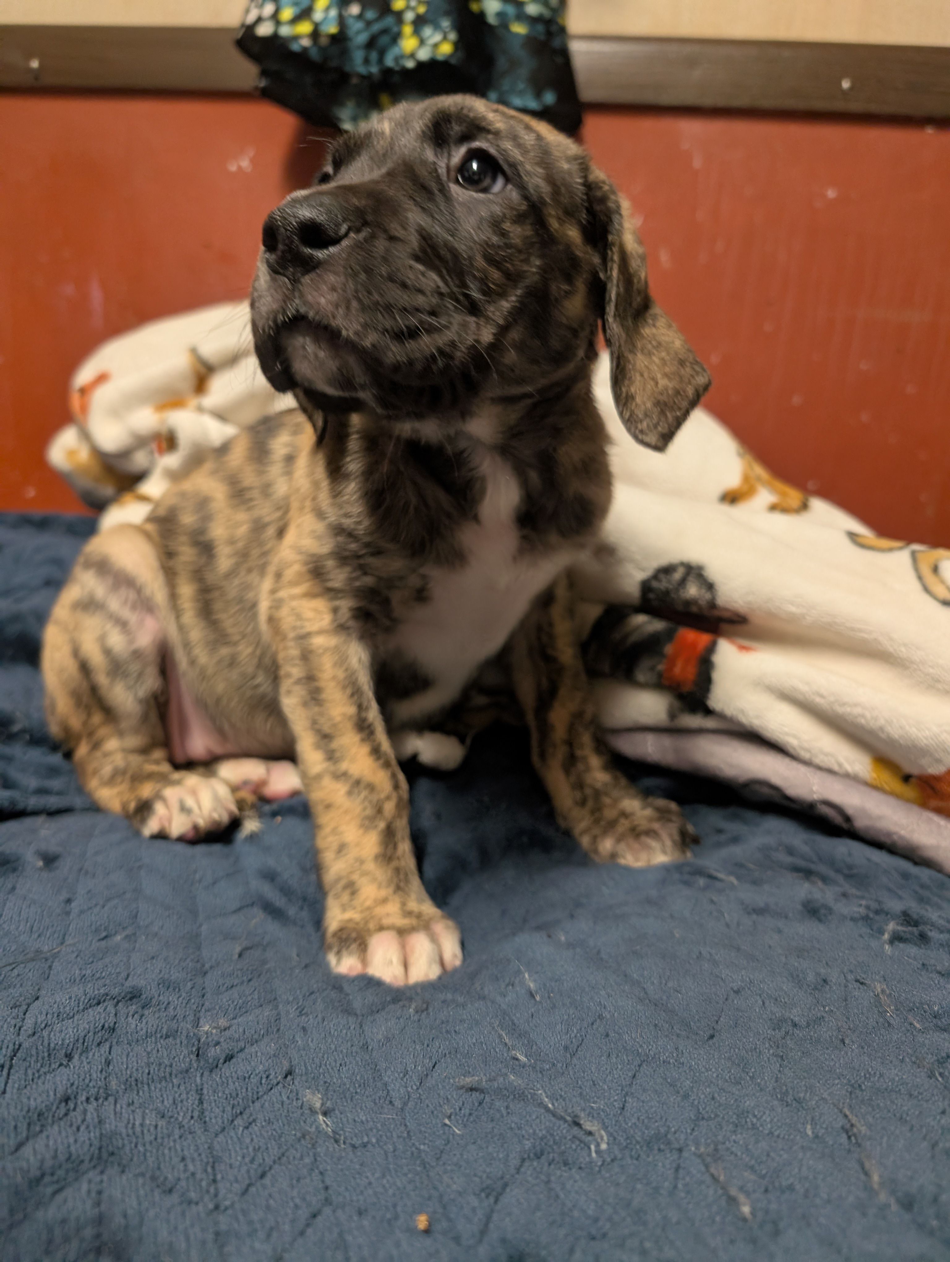 Cappuccino – Great Dane, American Mastiff puppy for sale in Monroeville, PA