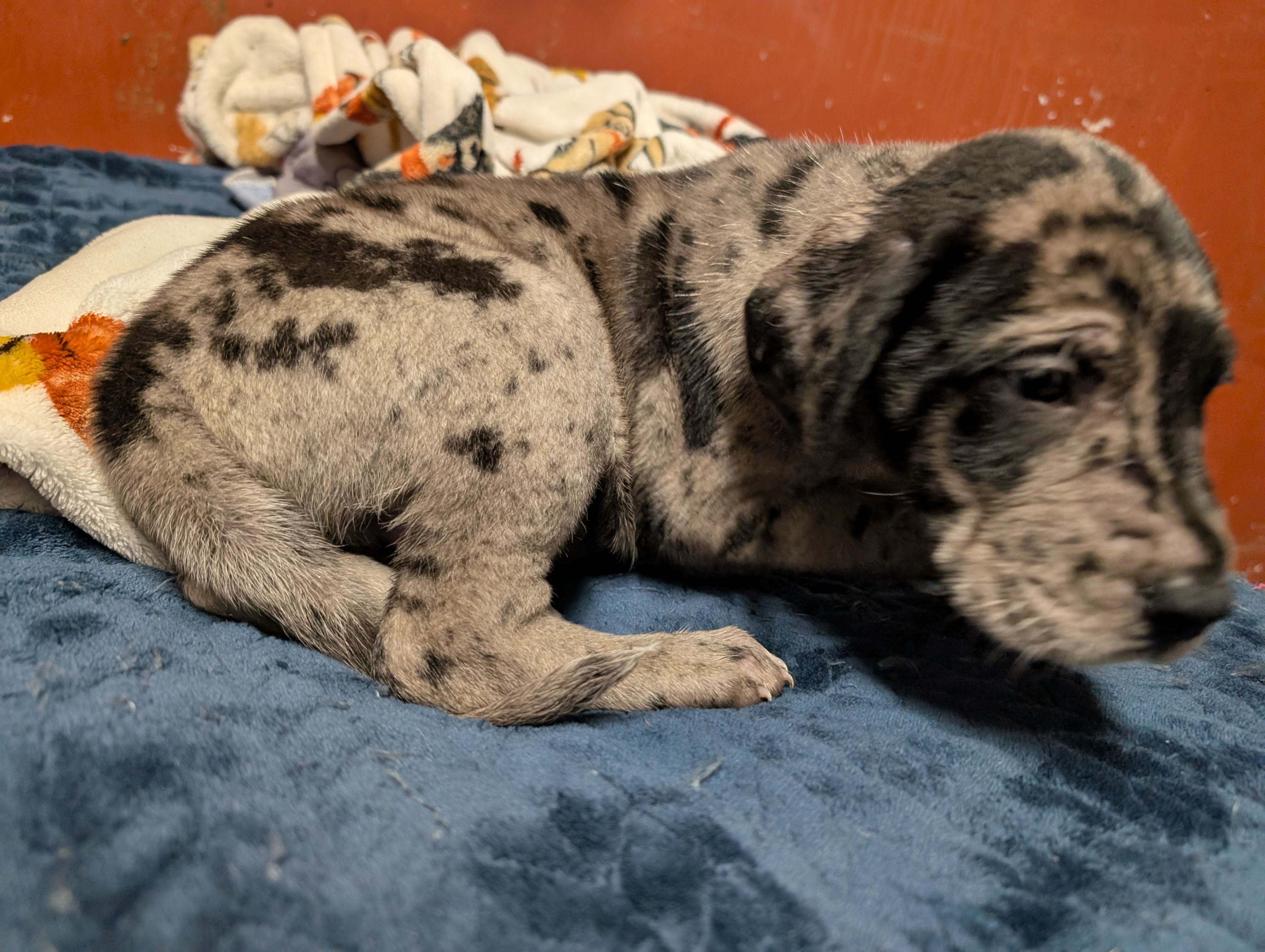 Junior – Great Dane, American Mastiff puppy for sale in Monroeville, PA