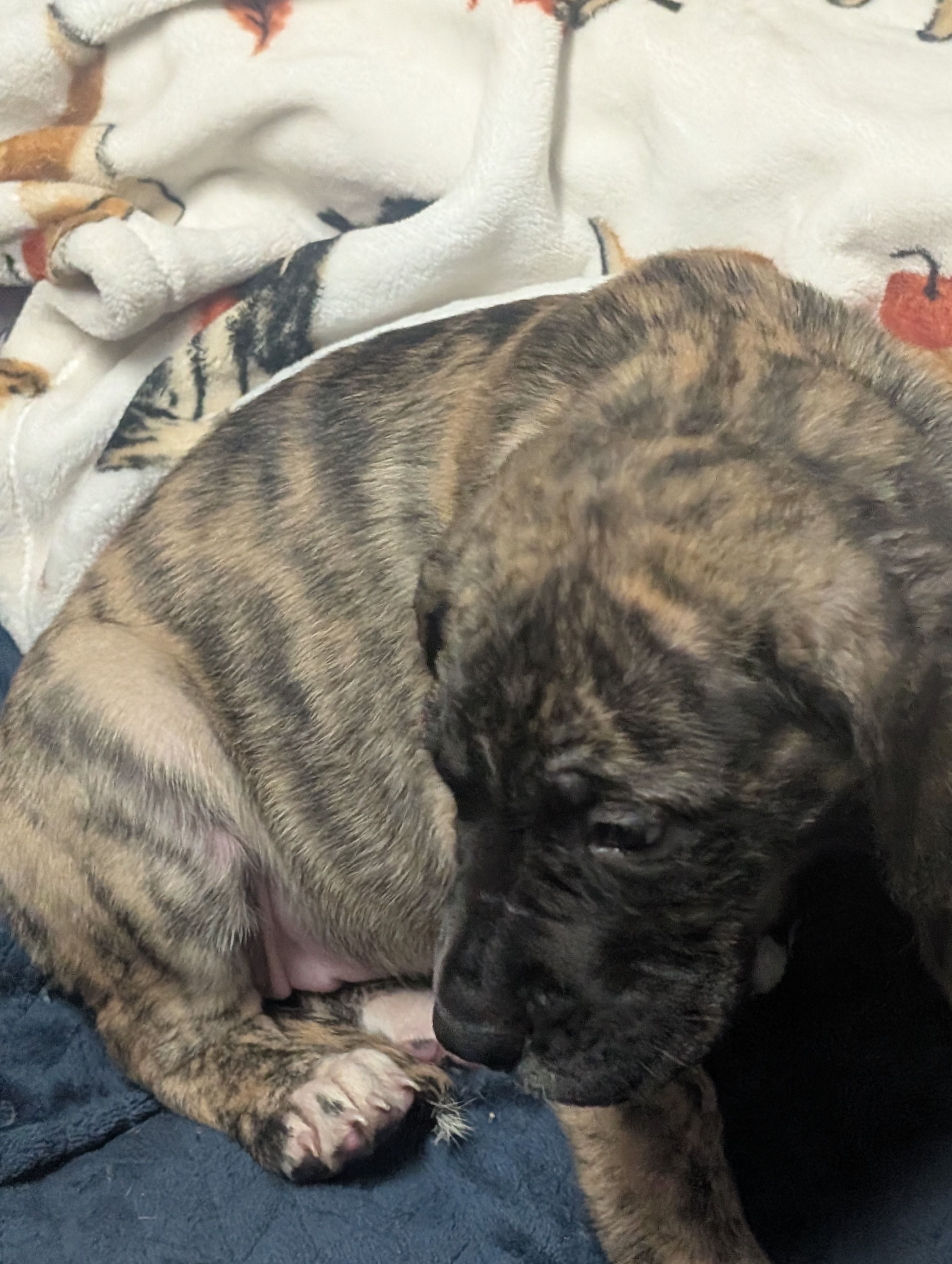 Coconut – Great Dane, American Mastiff puppy for sale in Monroeville, PA