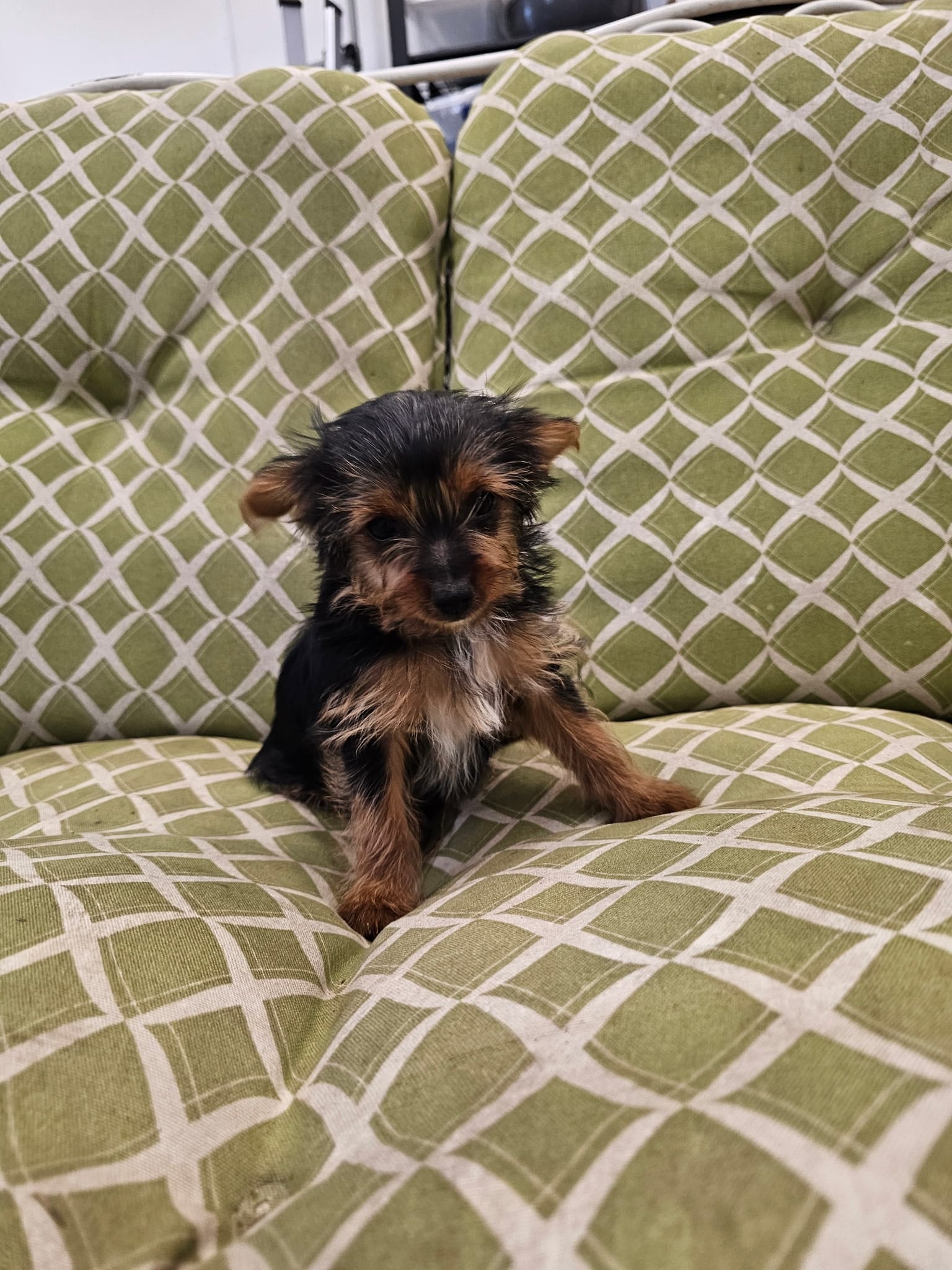 Bandit – Yorkshire Terrier puppy for sale in Malone, FL