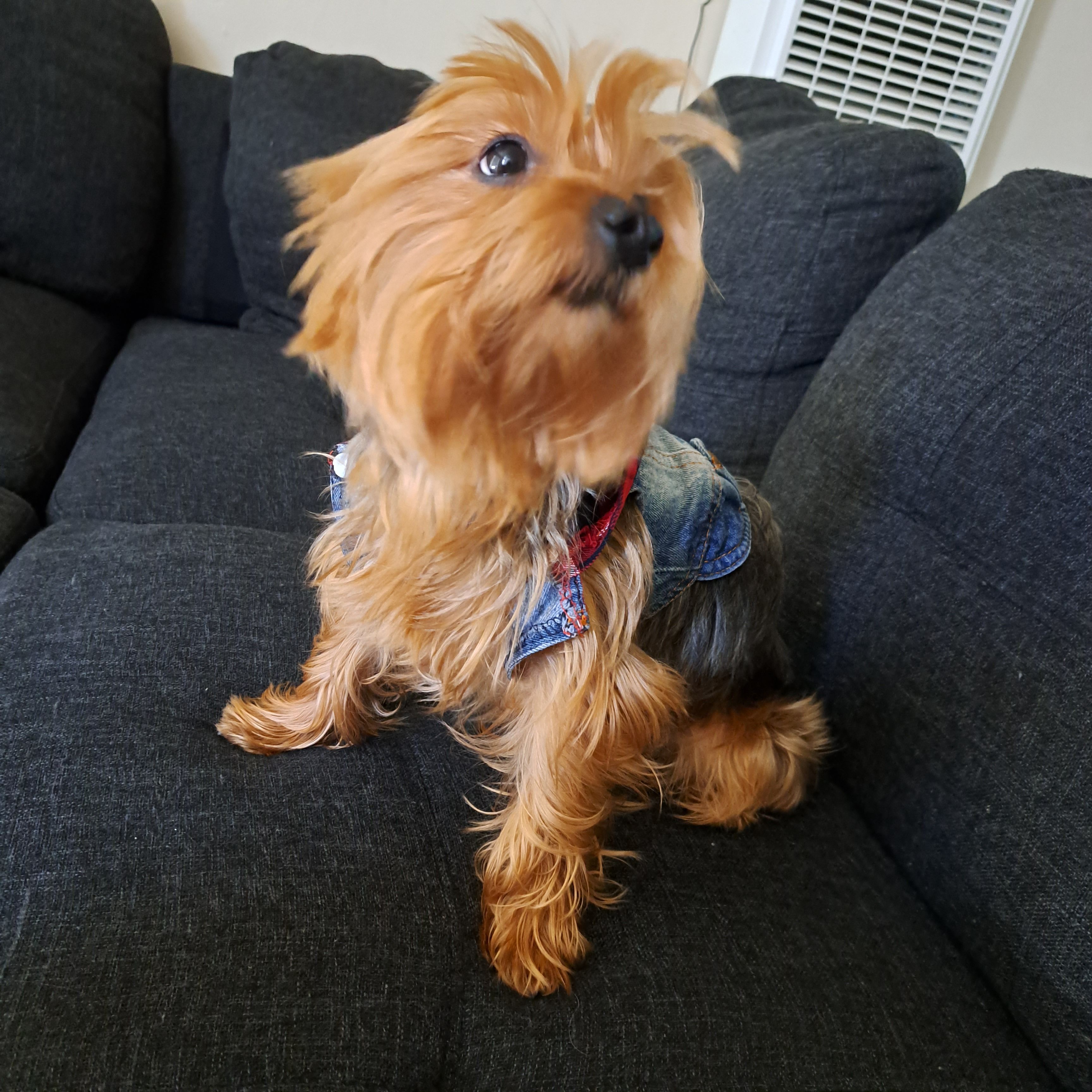 Yogie – Yorkshire Terrier puppy for sale in San Jose, CA