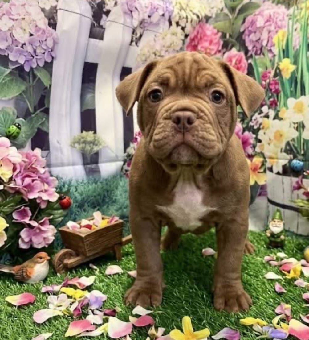 Coco – American Bully puppy for sale in Tampa, FL
