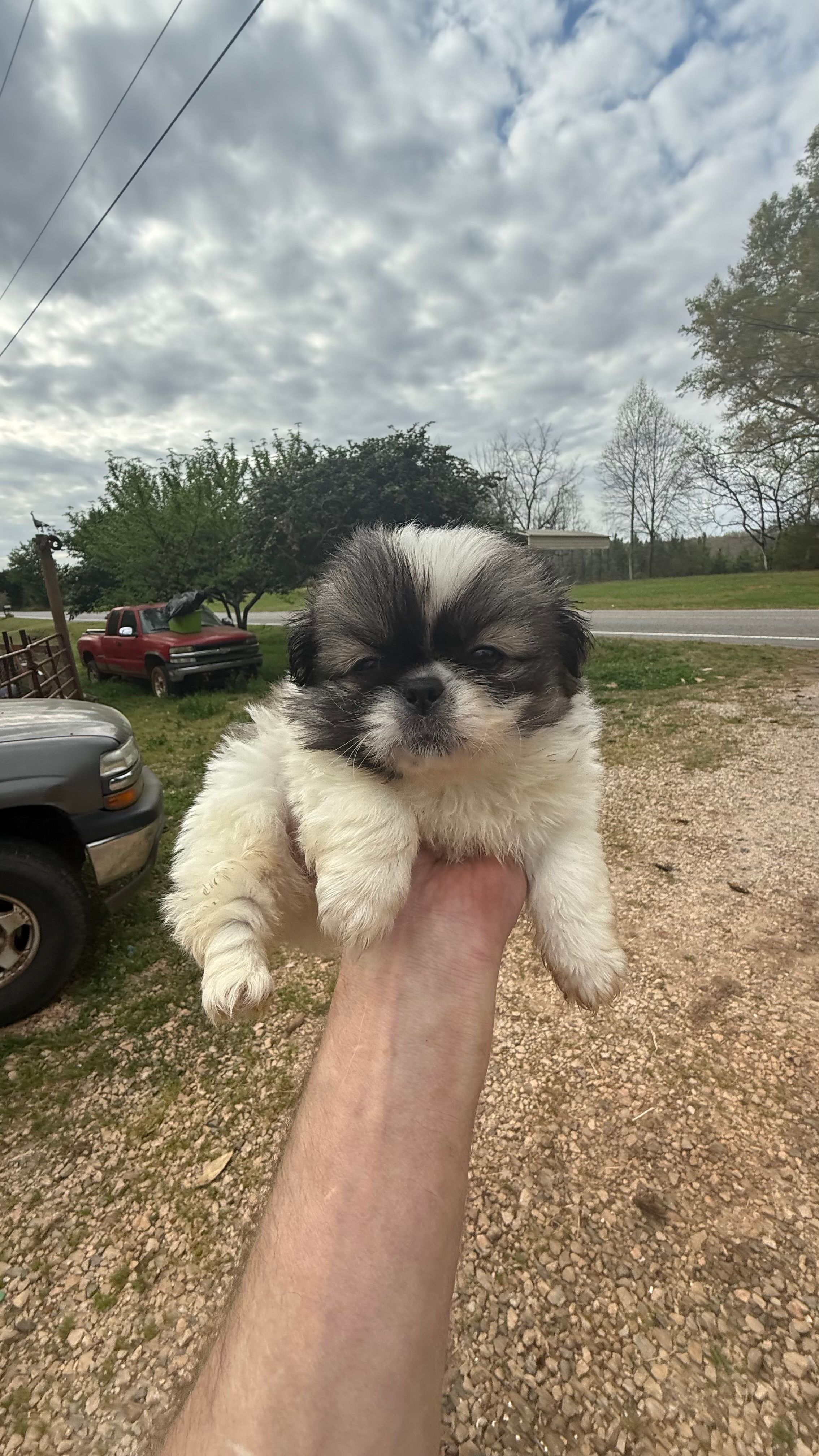 Carley – Pekingese puppy for sale in Clover, SC