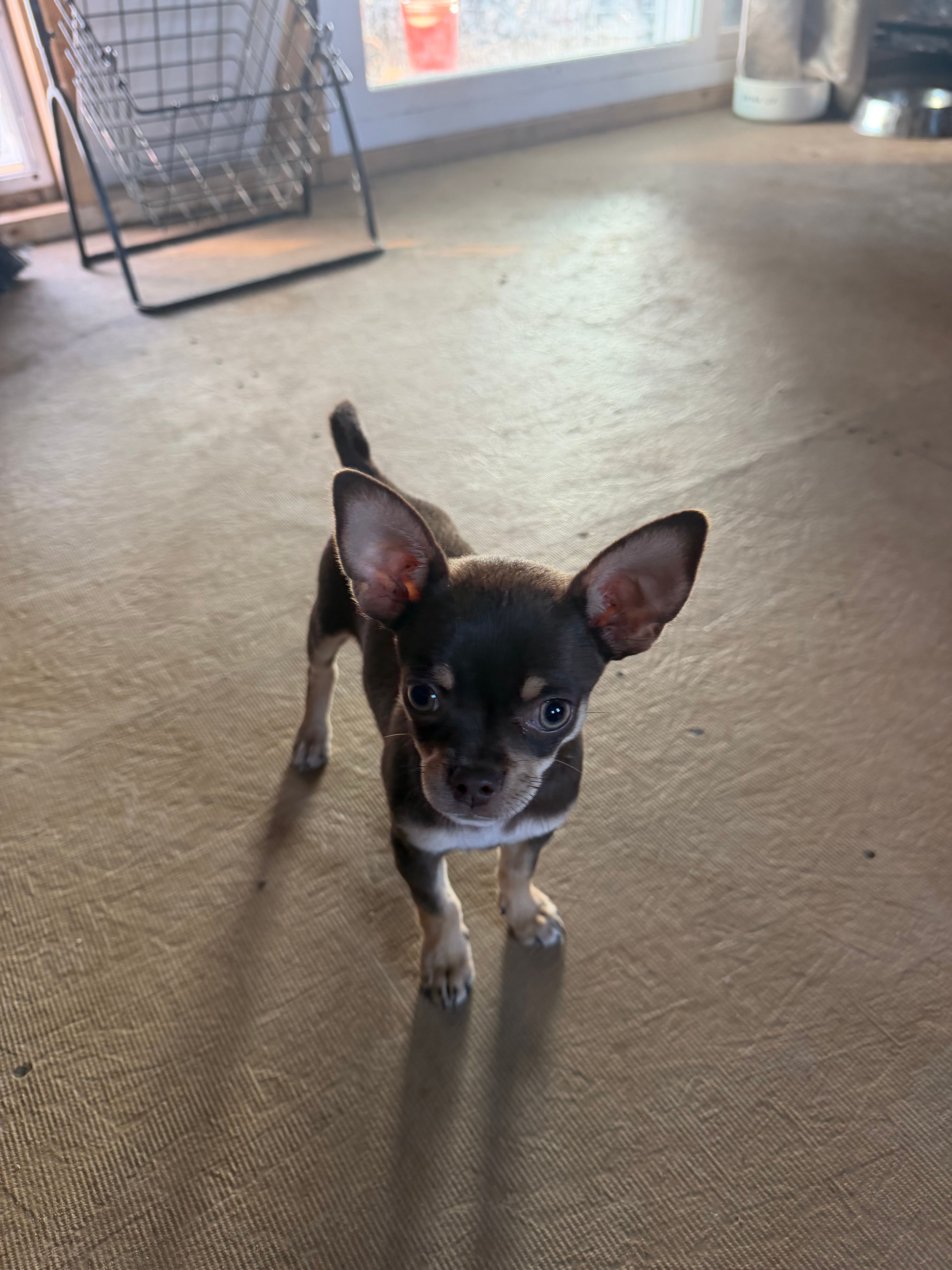 Gus  – Chihuahua puppy for sale in Yorktown, TX