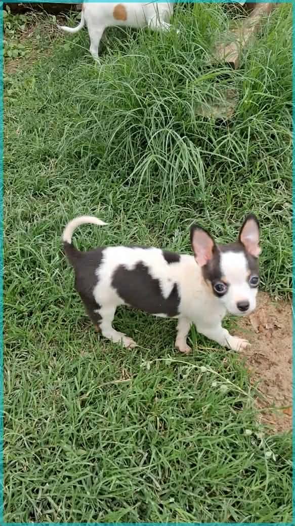 Paco – Chihuahua puppy for sale in Granbury, TX