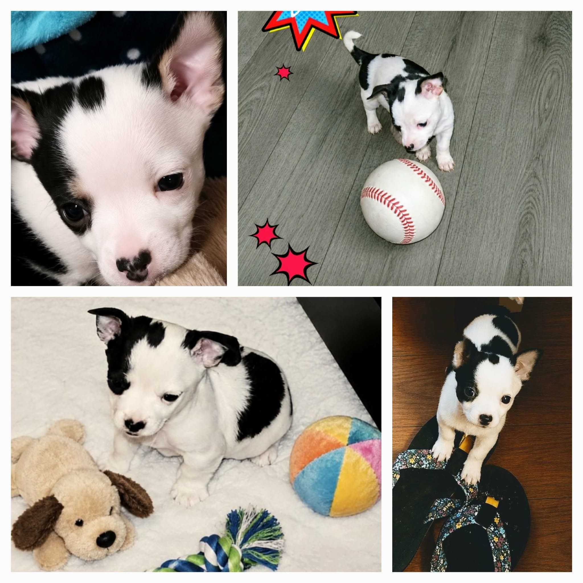 Zen – Chihuahua puppy for sale in Granbury, TX
