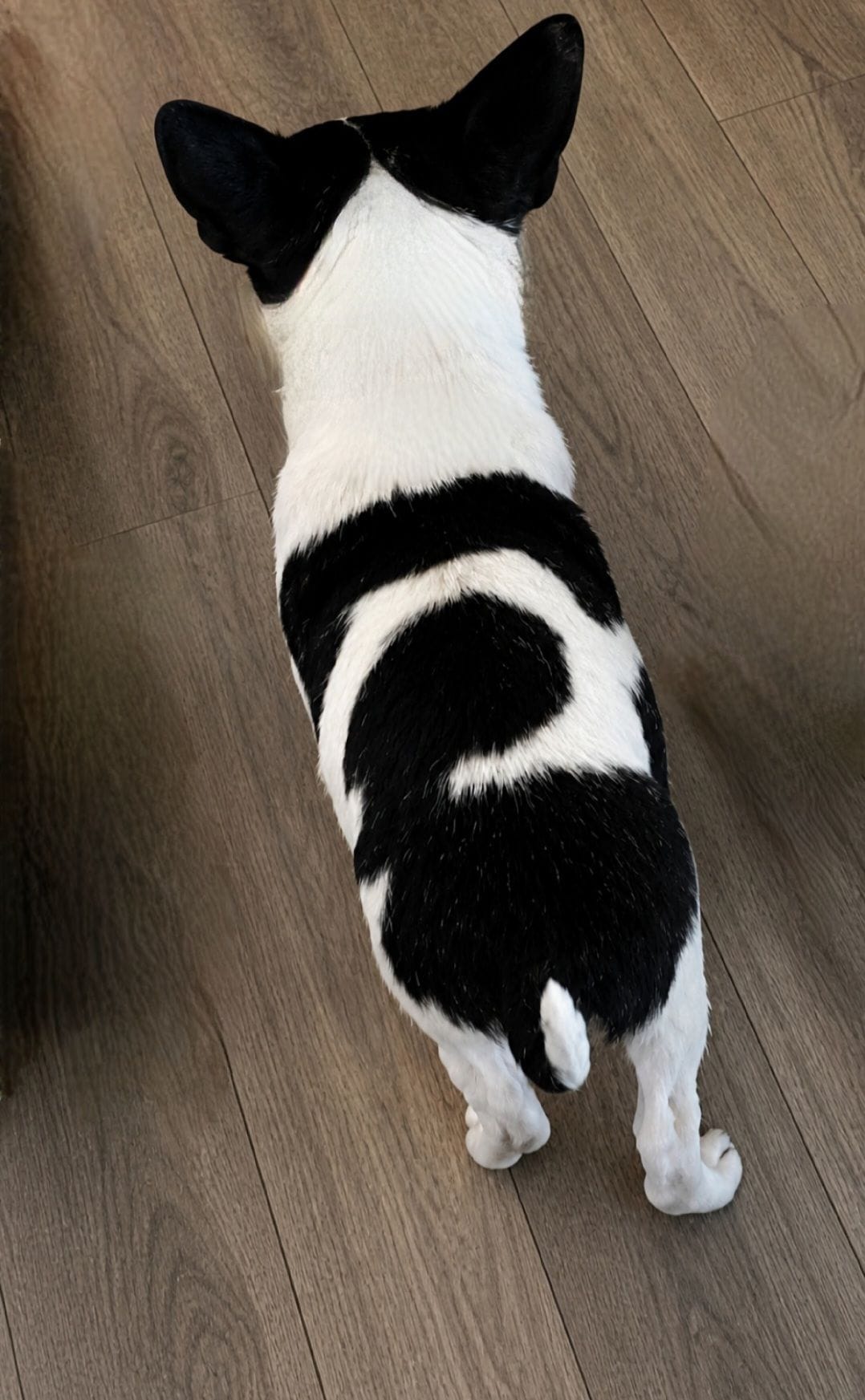 Ty – Chihuahua puppy for sale in Granbury, TX