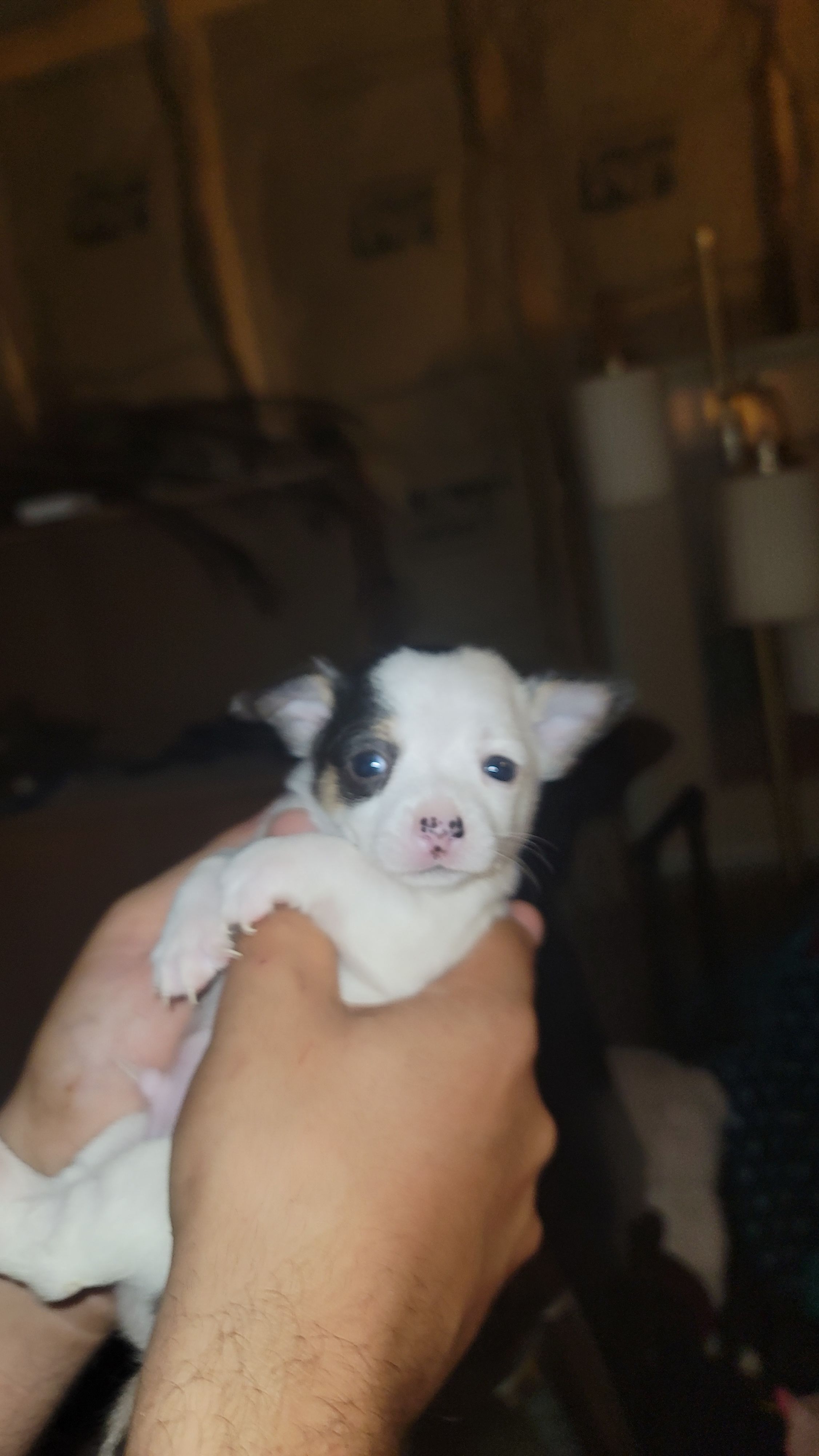 Zen, a male Chihuahua for sale in Granbury, TX – 2 of 2