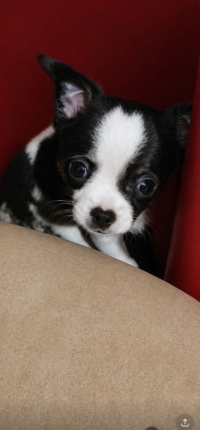 Ty, a male Chihuahua for sale in Granbury, TX – 2 of 2