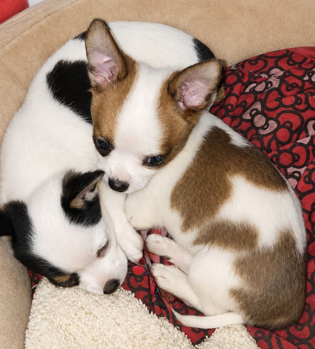 Timmy – Chihuahua puppy for sale in Granbury, TX