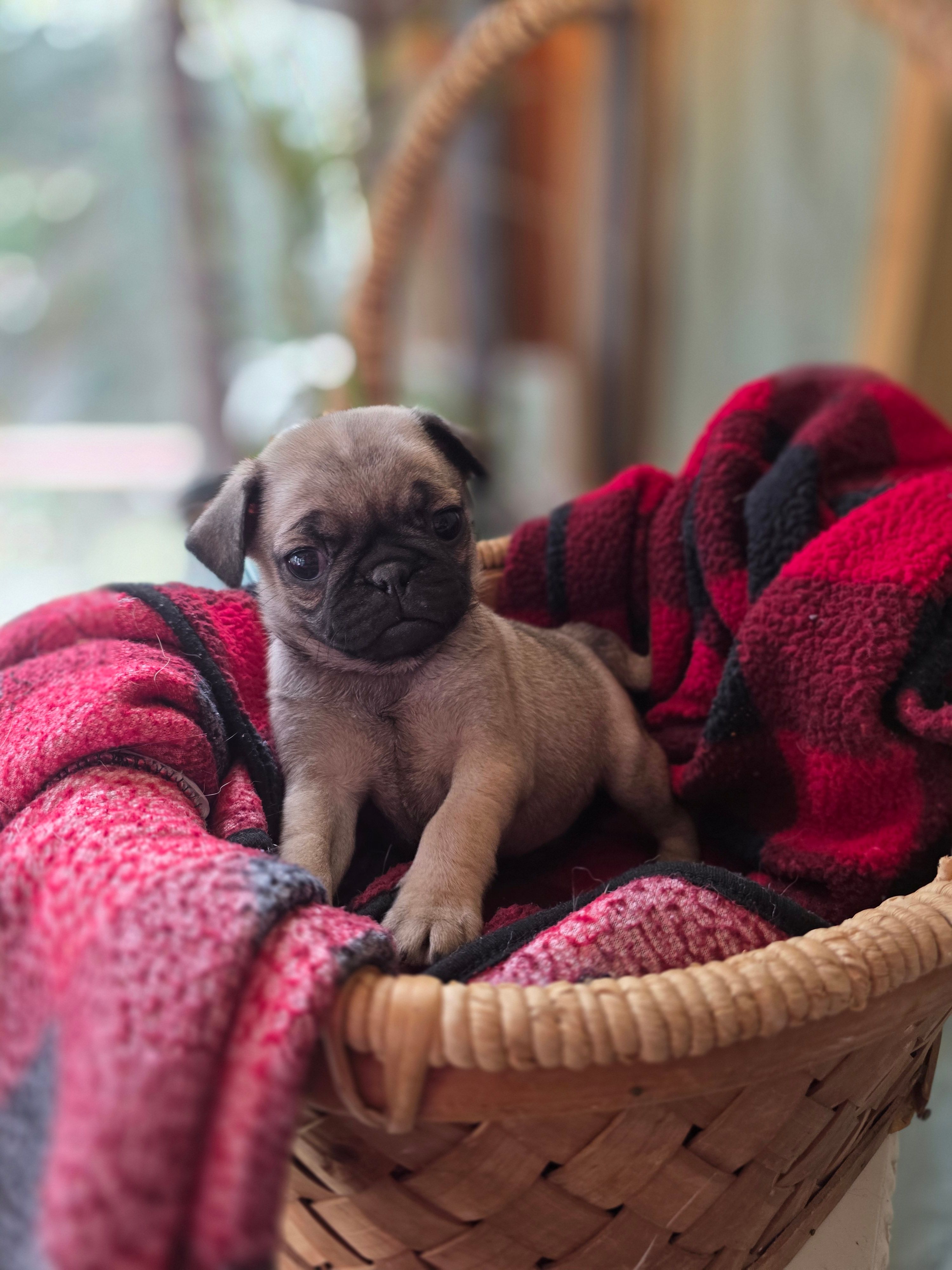 Fiona – Pug puppy for sale in Chatsworth, GA