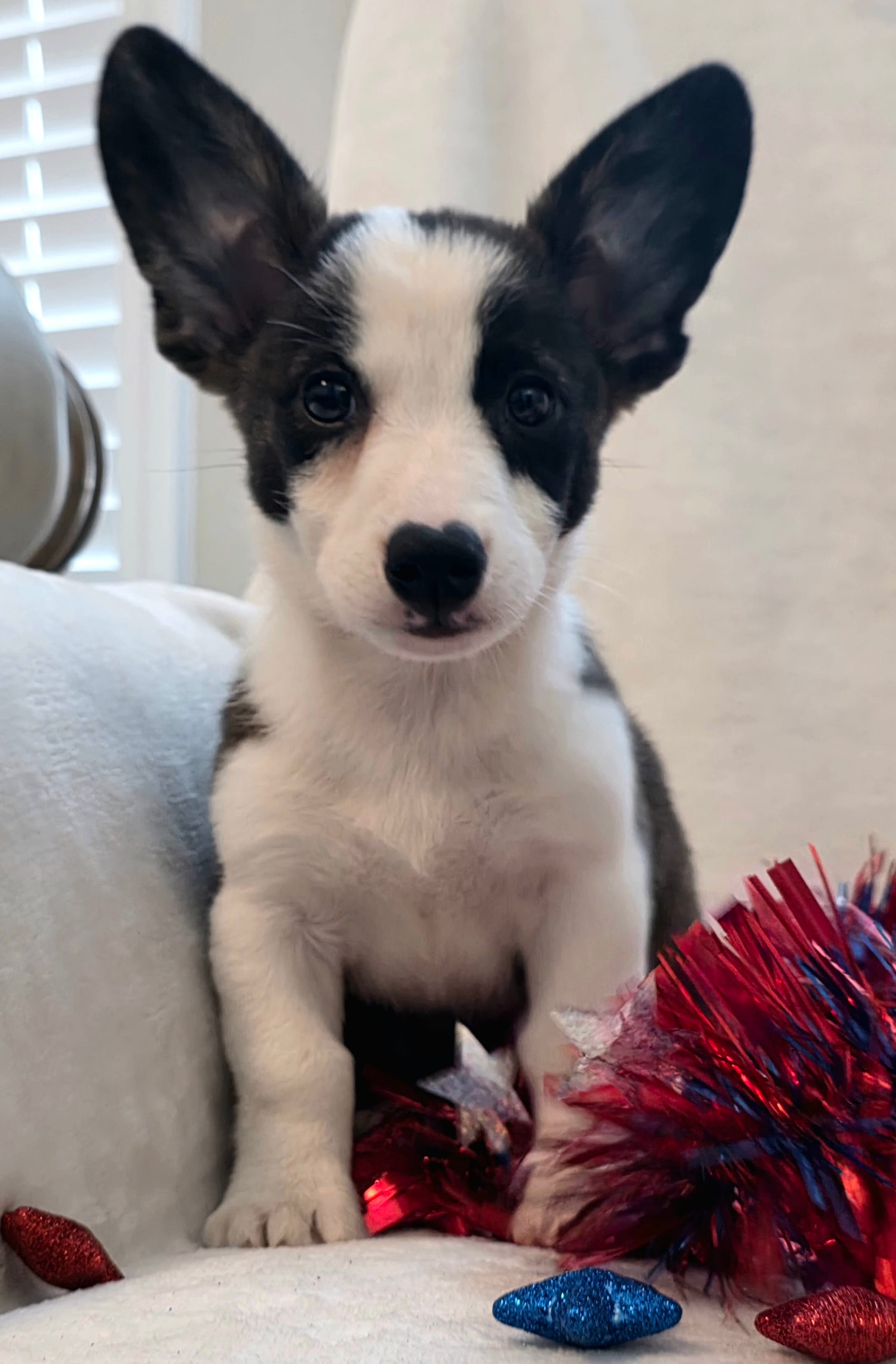 Swirly – Cardigan Welsh Corgi, Pembroke Welsh Corgi puppy for sale in Bradenton, FL