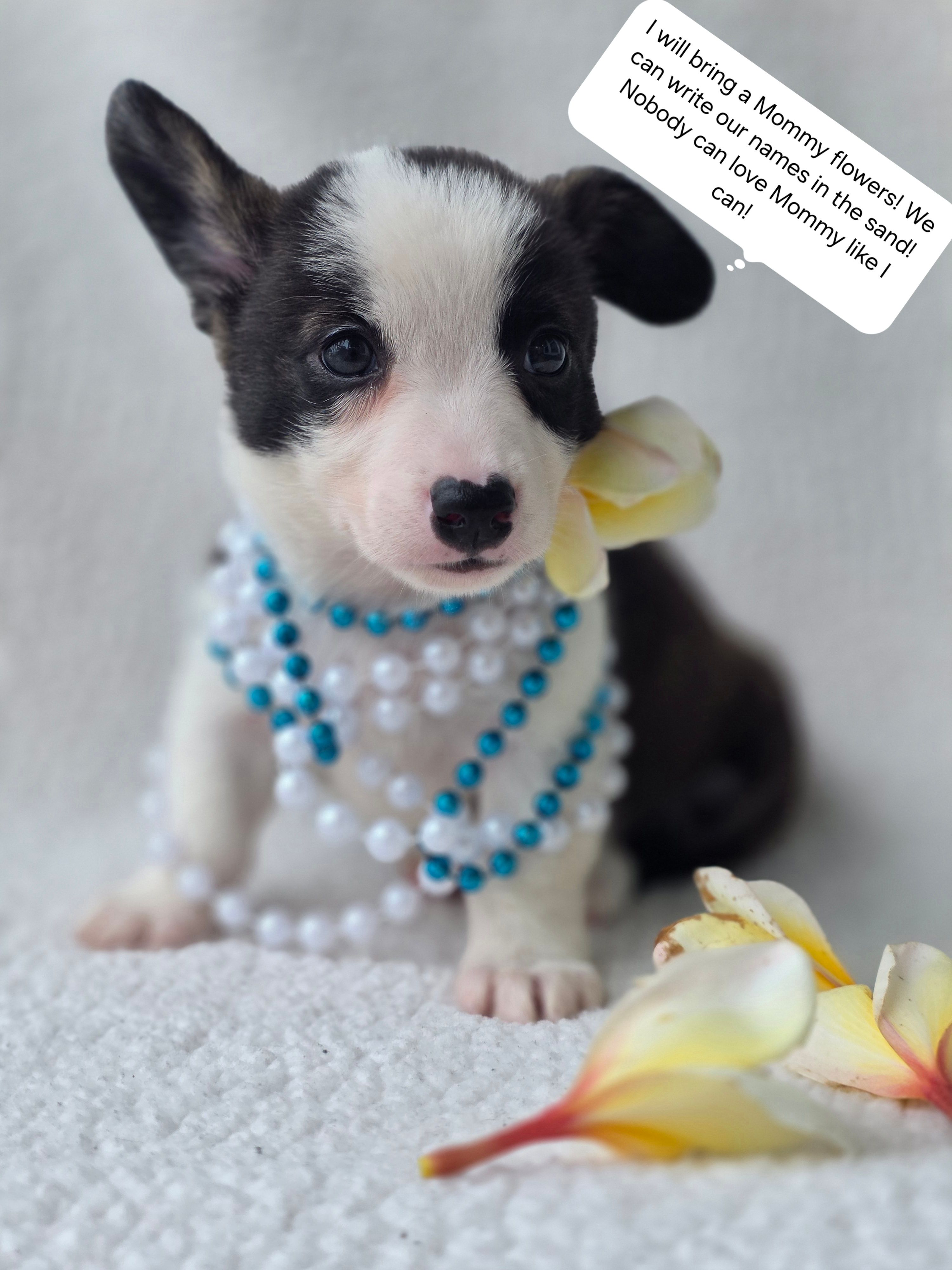 Salute!  – Cardigan Welsh Corgi, Pembroke Welsh Corgi puppy for sale in Bradenton, FL