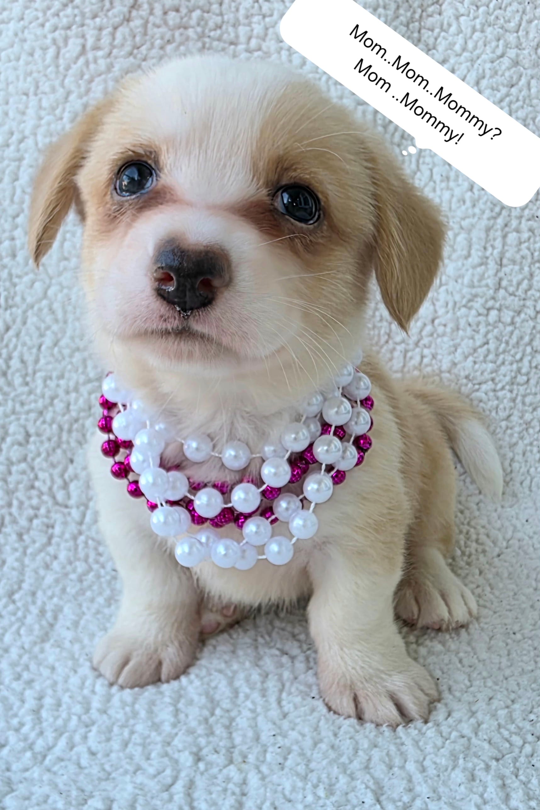 Bubble gum – Cardigan Welsh Corgi puppy for sale in Bradenton, FL