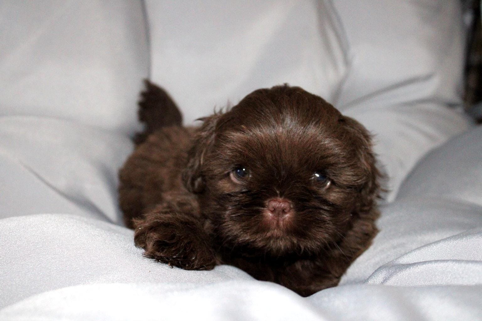 Choco – Shih Tzu puppy for sale in Orlando, FL