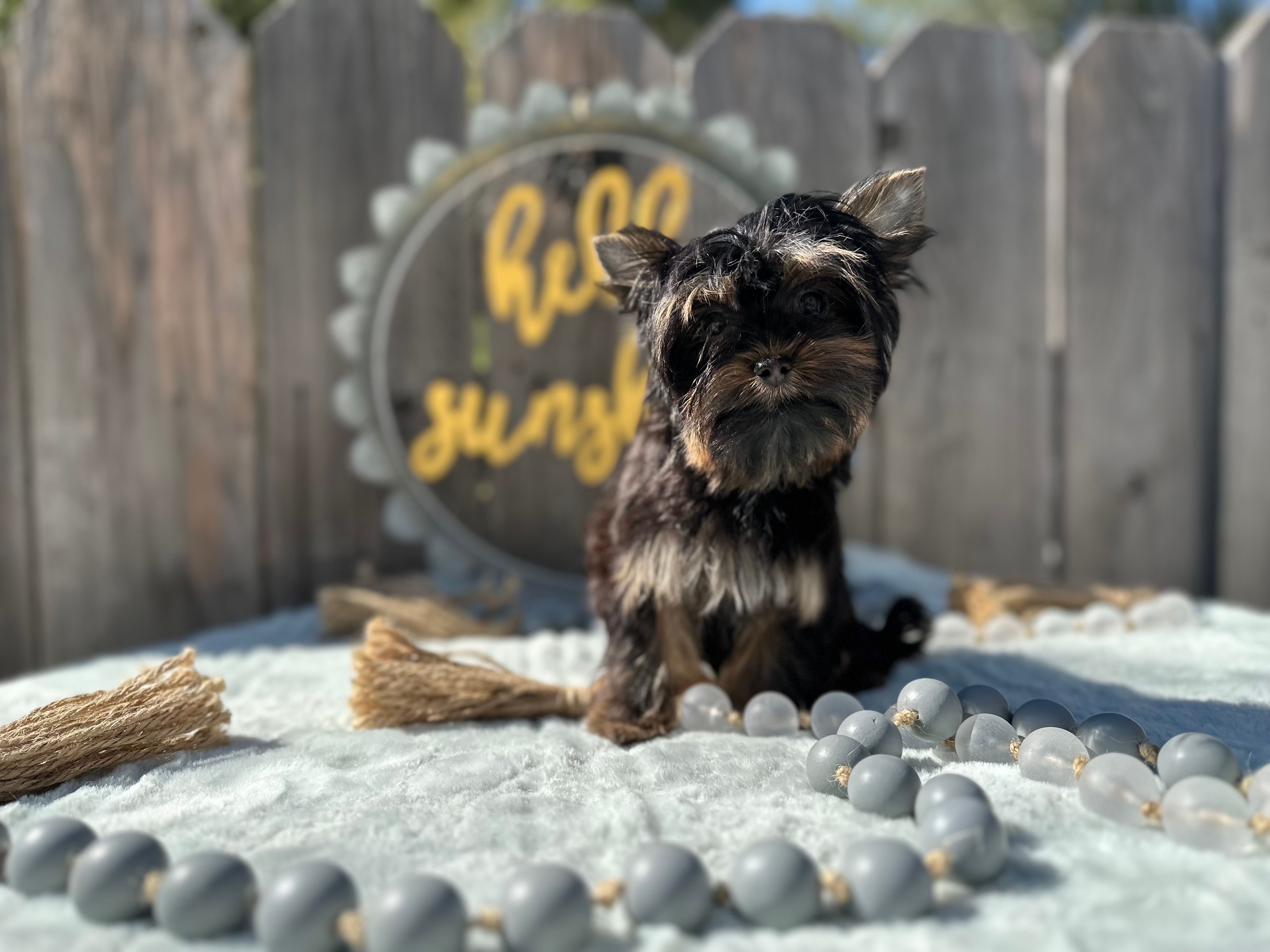 Glitter – Yorkshire Terrier puppy for sale in Danville, CA