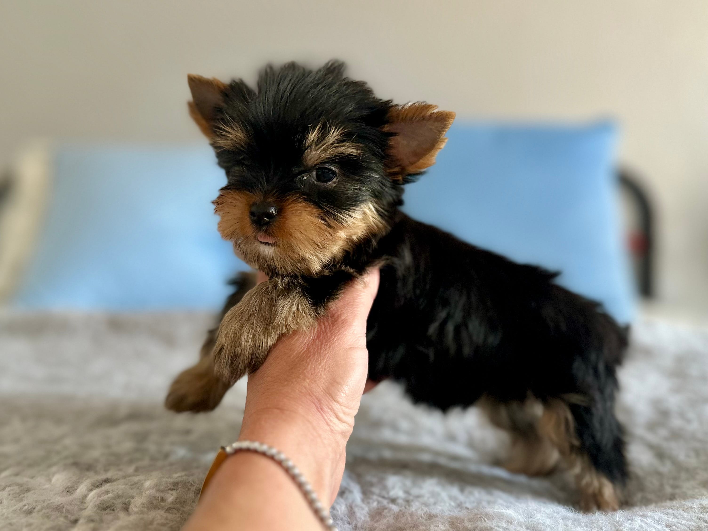 Fig – Yorkshire Terrier puppy for sale in Danville, CA