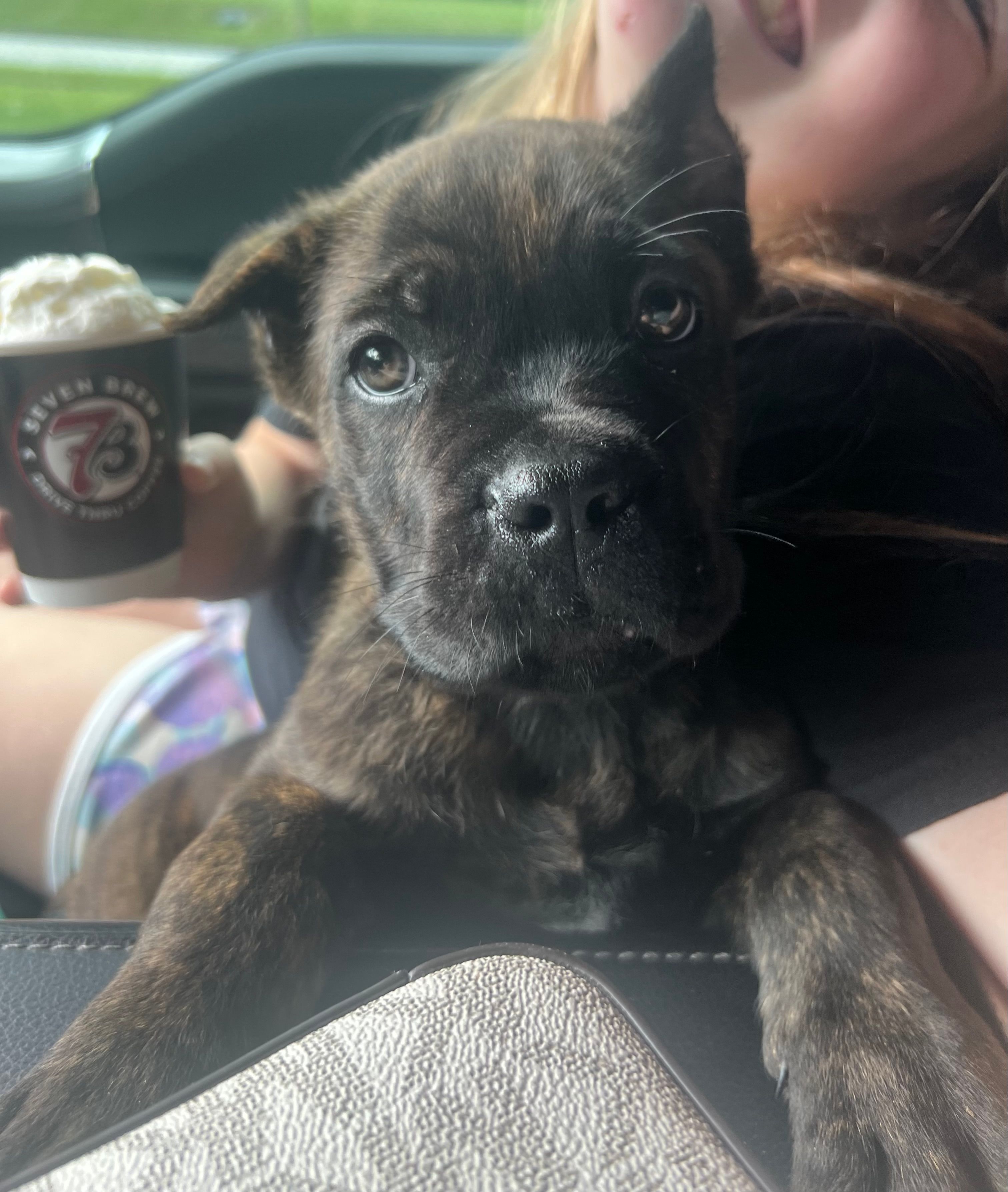 Yellow Collar – Cane Corso puppy for sale in Kingsport, TN