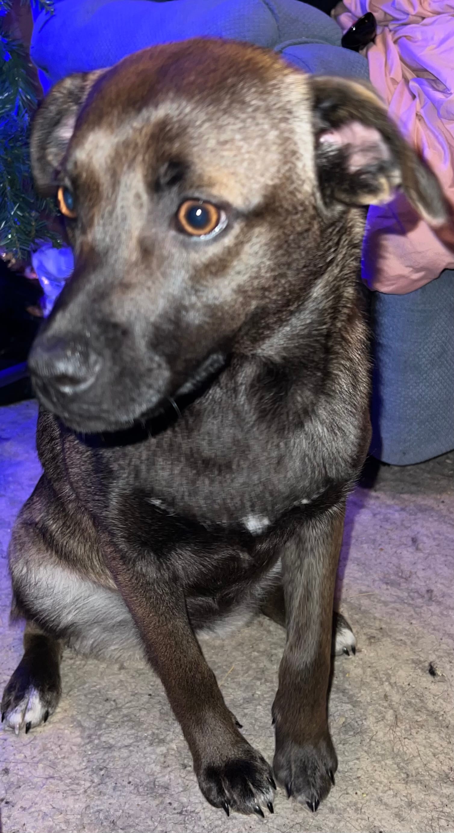 Fawn – Australian Shepherd, Pug puppy for sale in Olean, NY