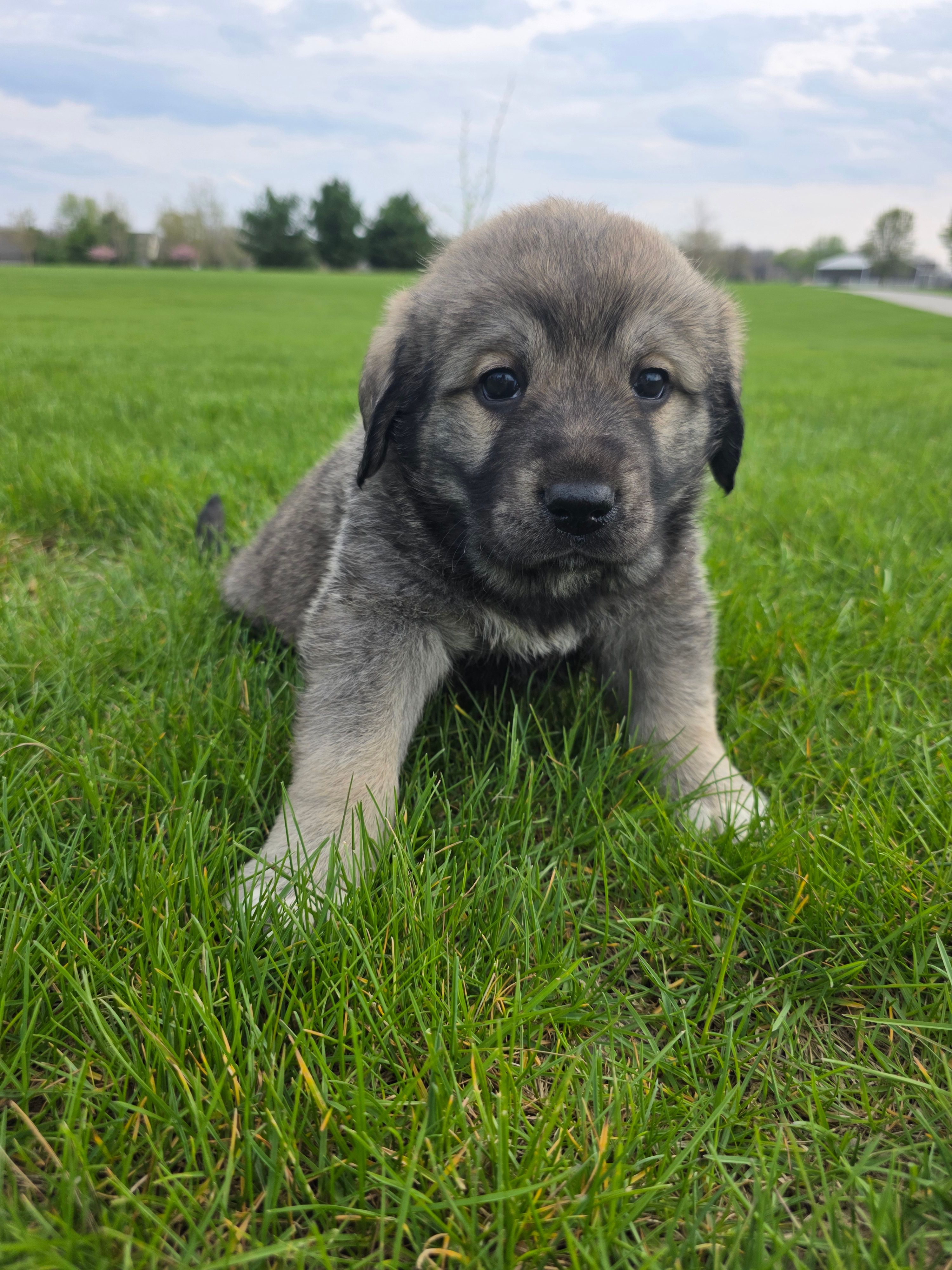 Purple Girl – Anatolian Shepherd Dog, Great Pyrenees puppy for sale in Indianapolis, IN