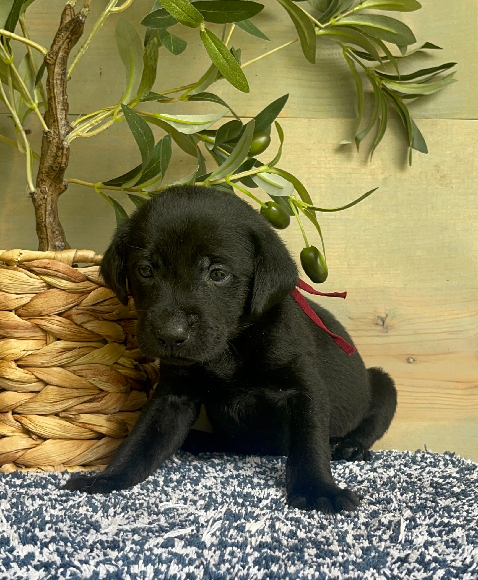 black Female – Labrador Retriever puppy for sale in Chireno, TX