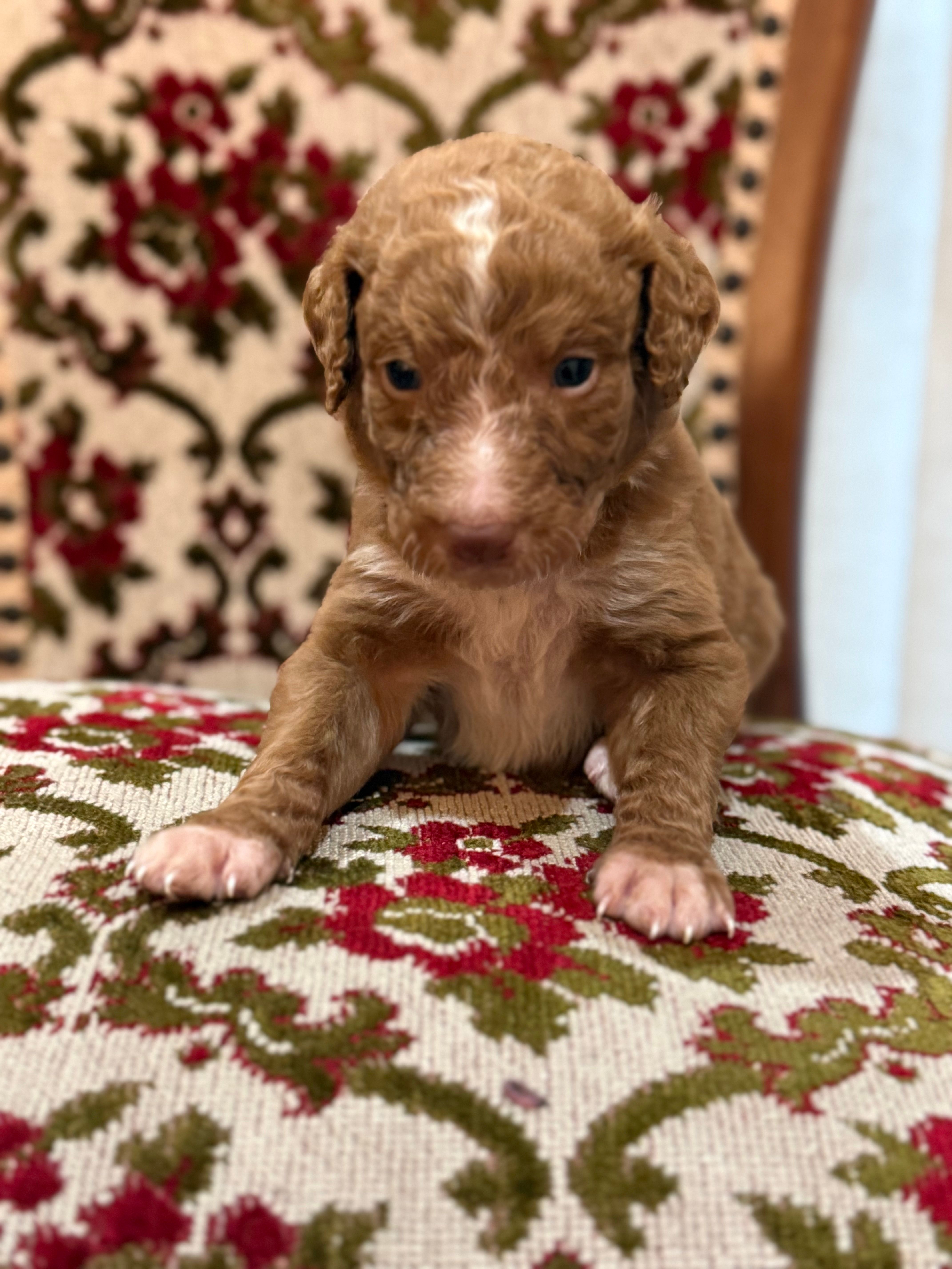 Copper – Labradoodle puppy for sale in San Diego, CA