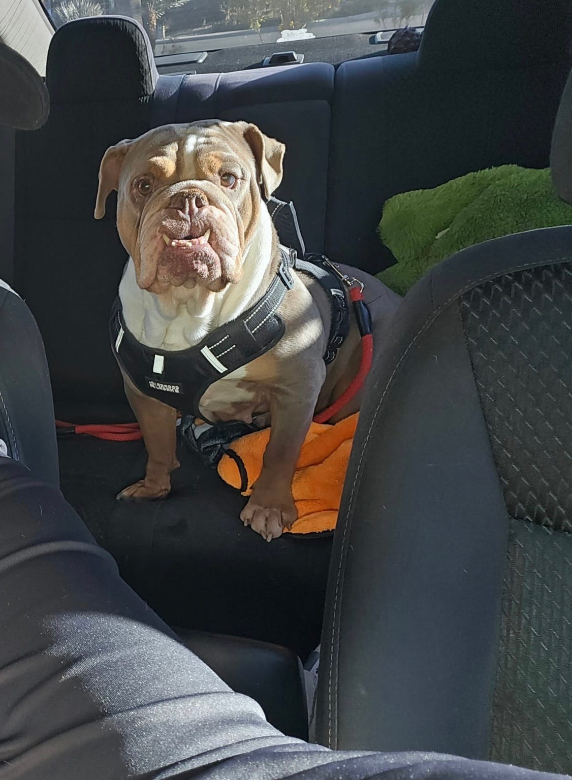 Nova – English Bulldog puppy for sale in Las Vegas, NV