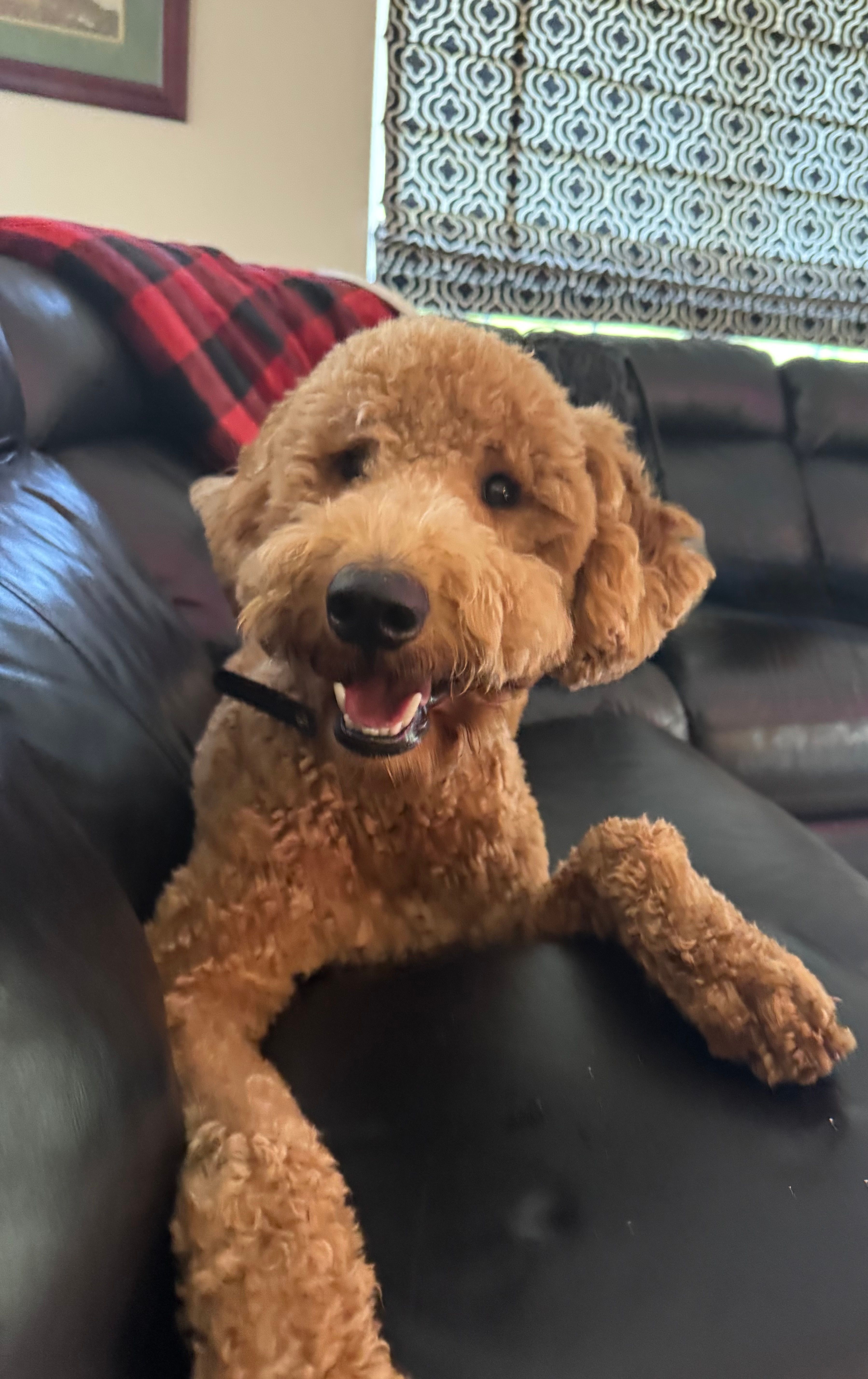 Chase – Goldendoodle puppy for sale in Jacksonville, FL