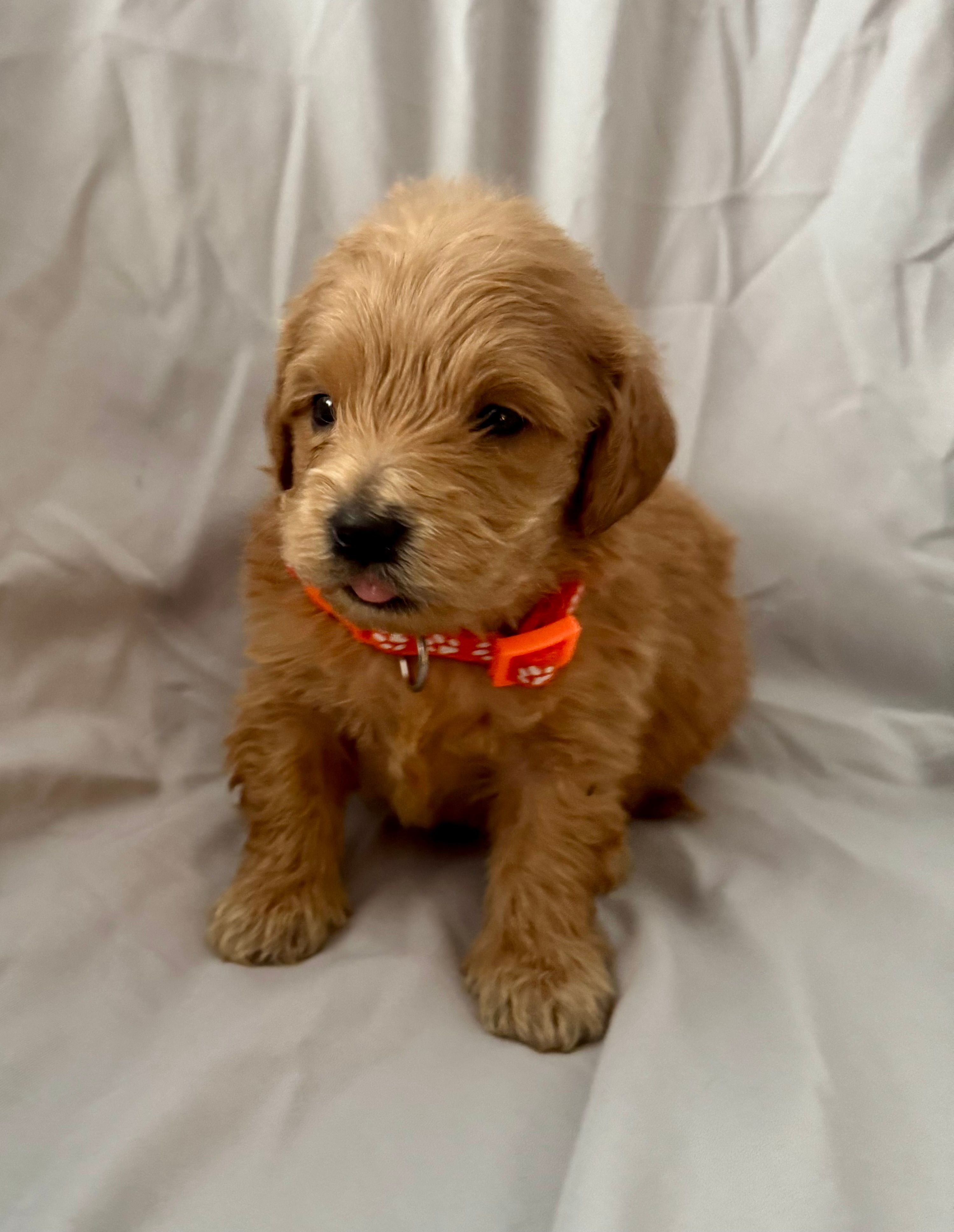 Gator – Miniature Goldendoodle puppy for sale in Jacksonville, FL