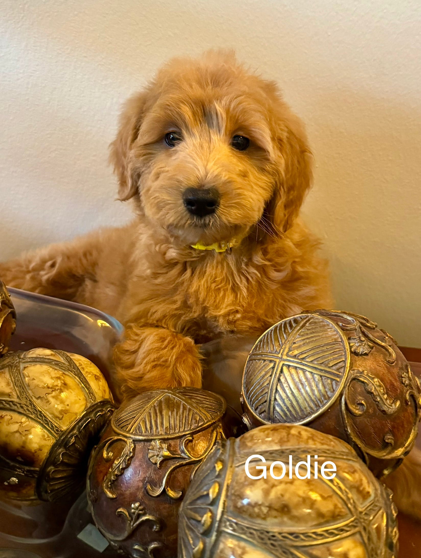 Goldie – Goldendoodle, Miniature Goldendoodle puppy for sale in Jacksonville, FL