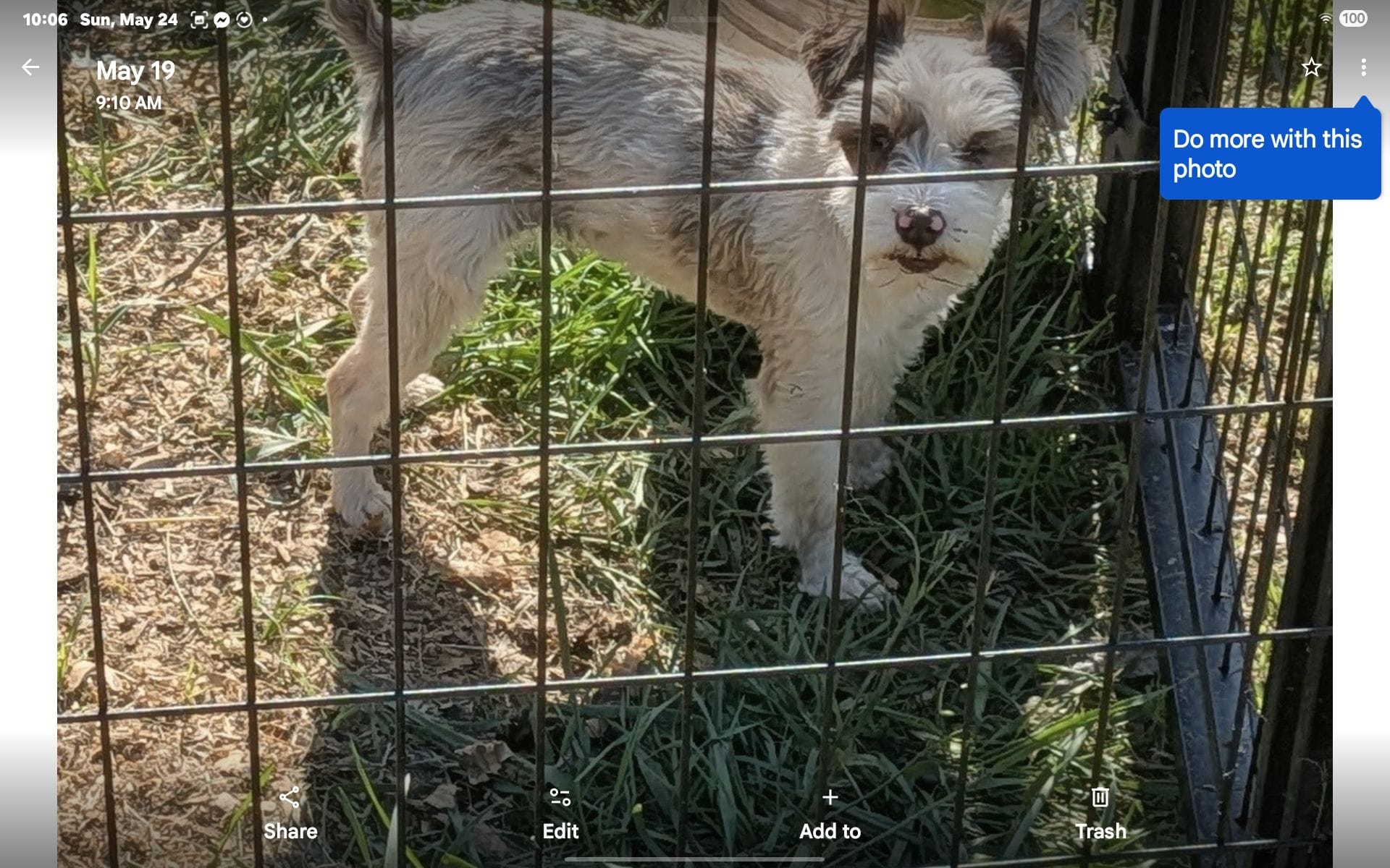 Coco – Miniature Schnauzer puppy for sale in Crown City, OH