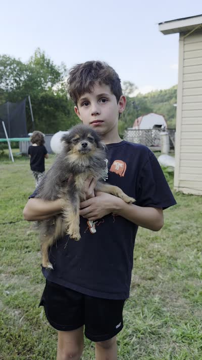 Toy, a female Pomeranian for sale in Crown City, OH – 2 of 9