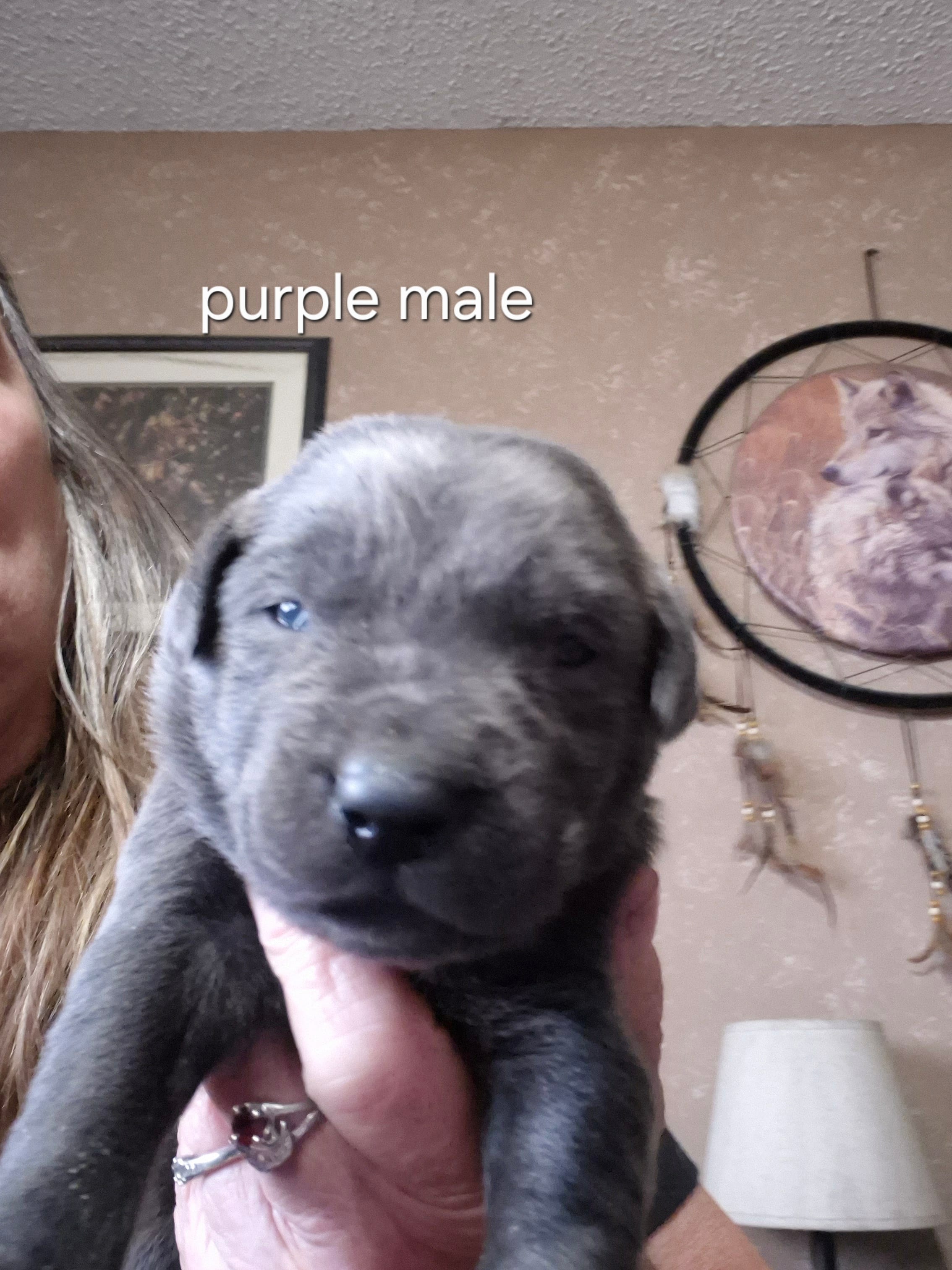 Purple male  – Labrador Retriever puppy for sale in Kimball, MN