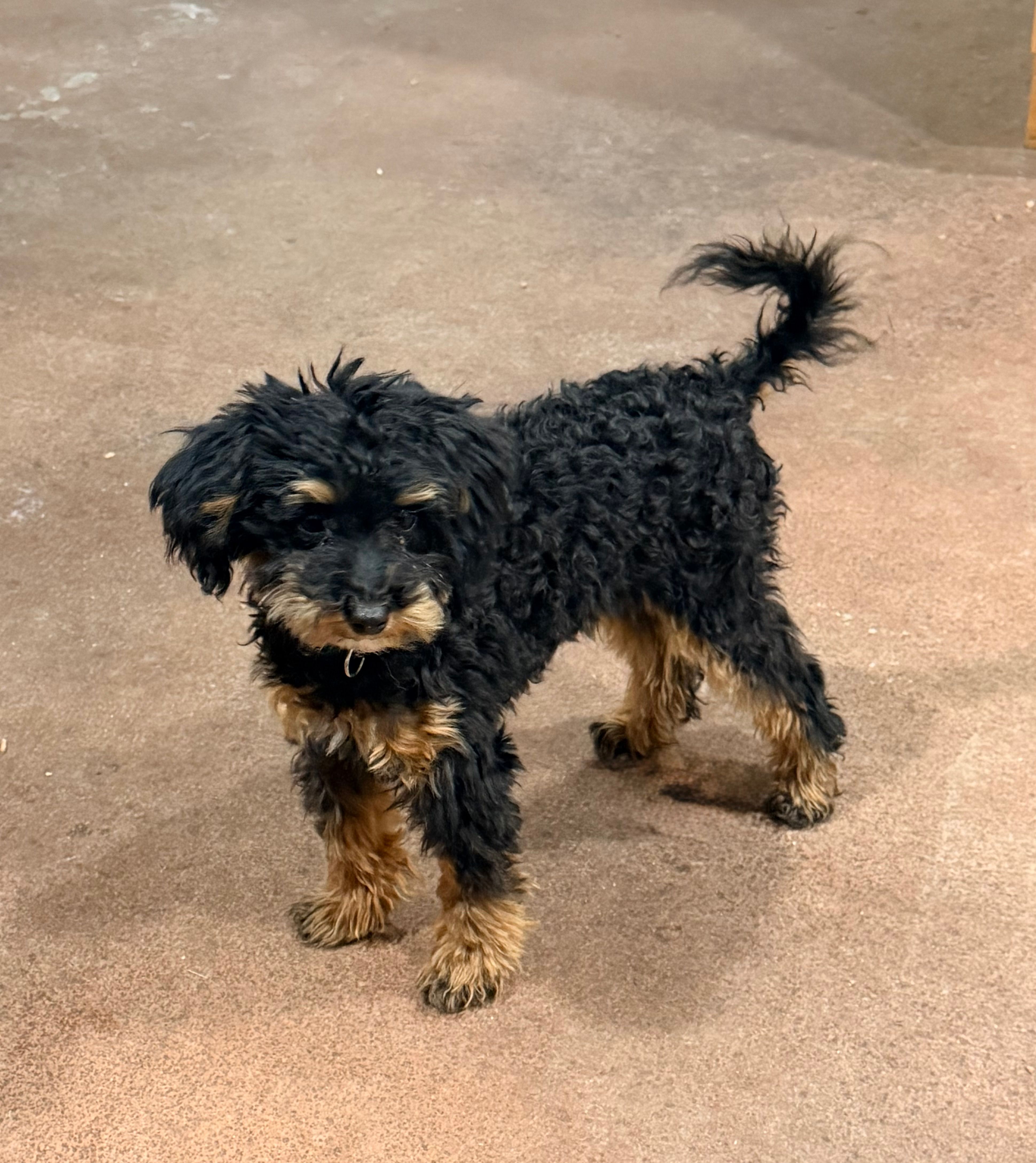 Churro F1BB Micro TINY!! 7-10 lbs – Miniature Bernedoodle puppy for sale in Grandview, TX
