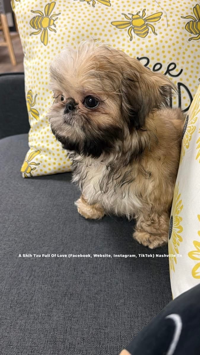 * MOOSE * – Shih Tzu puppy for sale in Nashville, TN