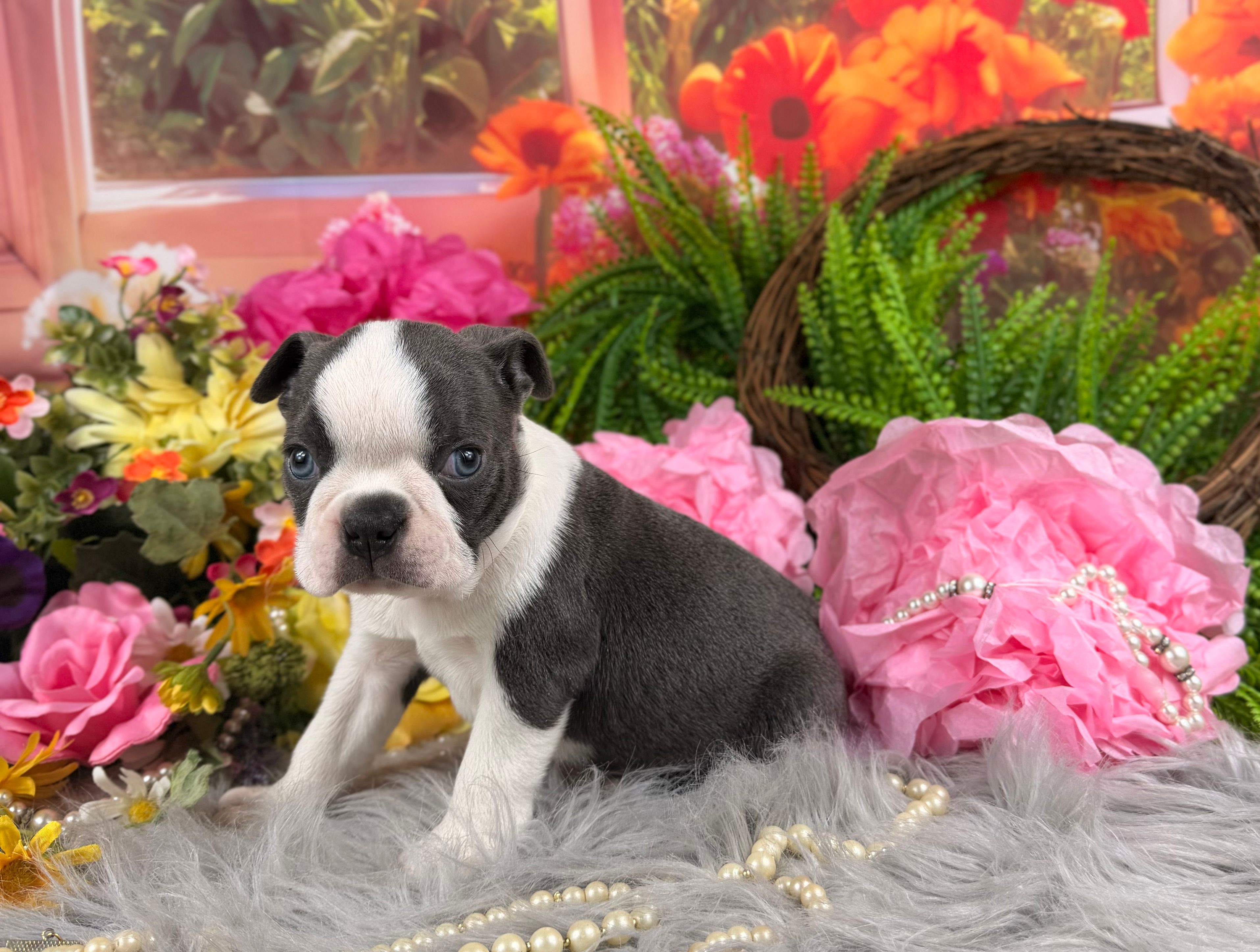 Blue boy  – Boston Terrier puppy for sale in Pearson, GA