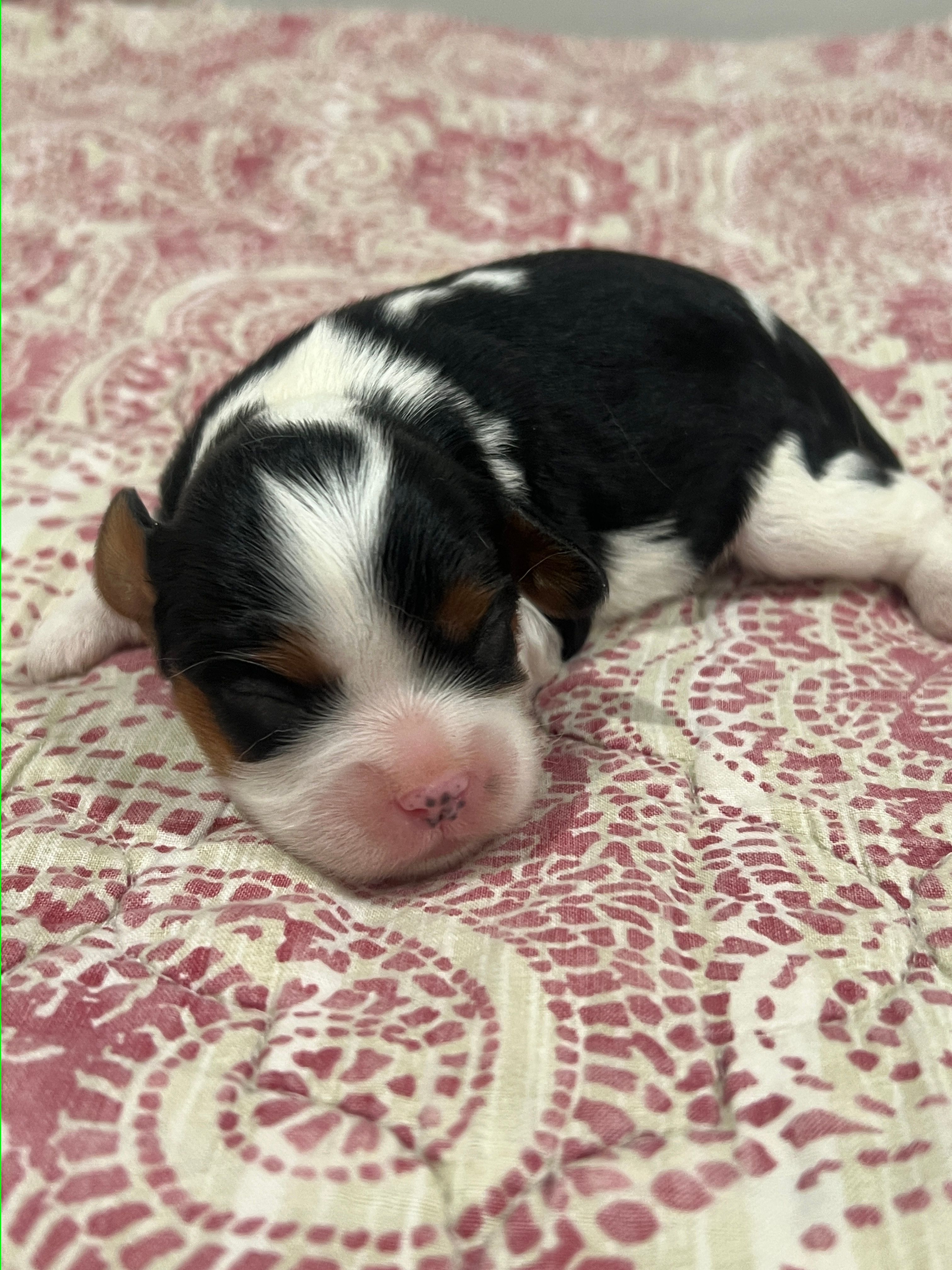 AKC Sarah – Cavalier King Charles Spaniel puppy for sale in Greensburg, KY