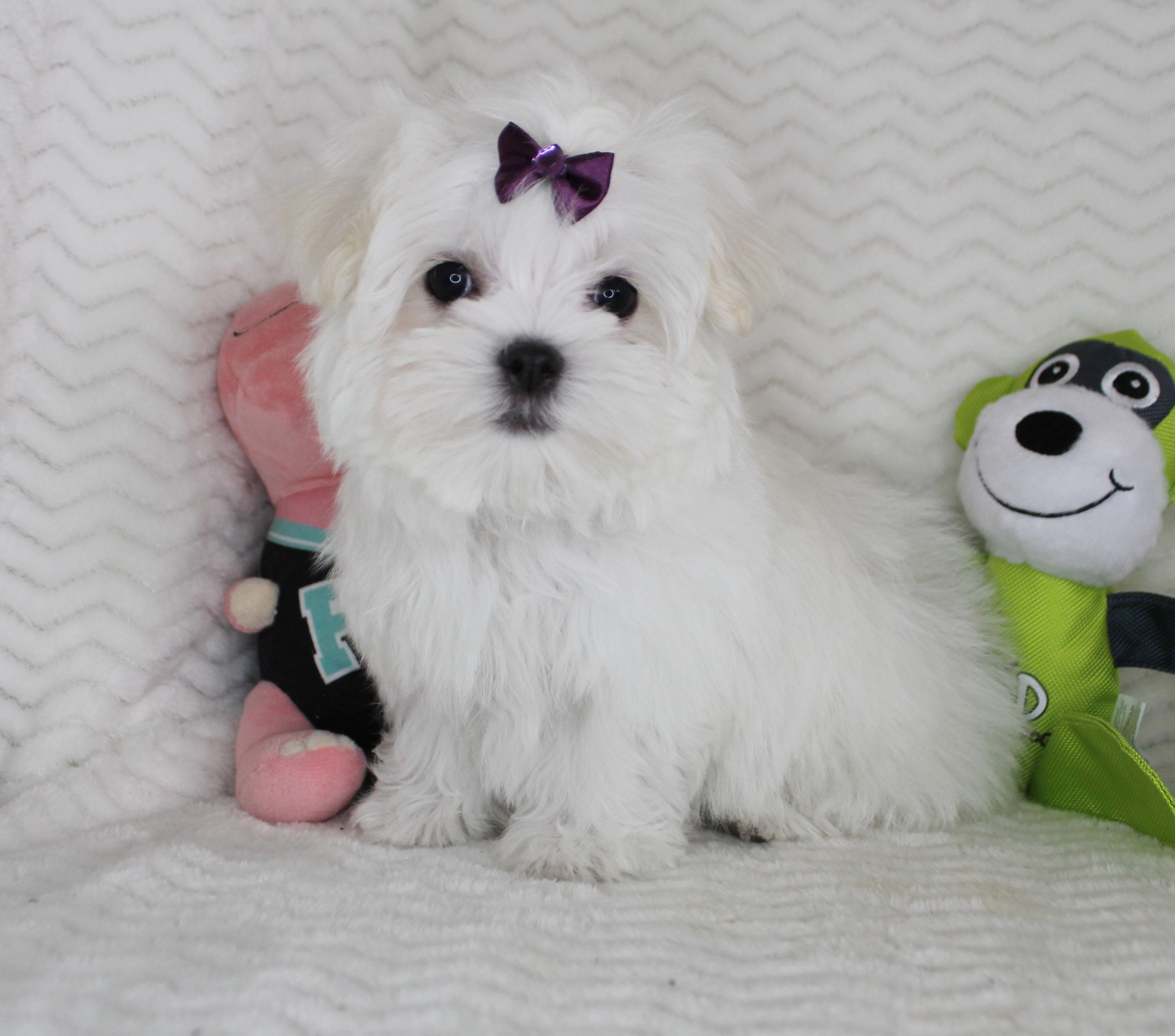 Toy size Fluffy – Maltese puppy for sale in Littlerock, CA