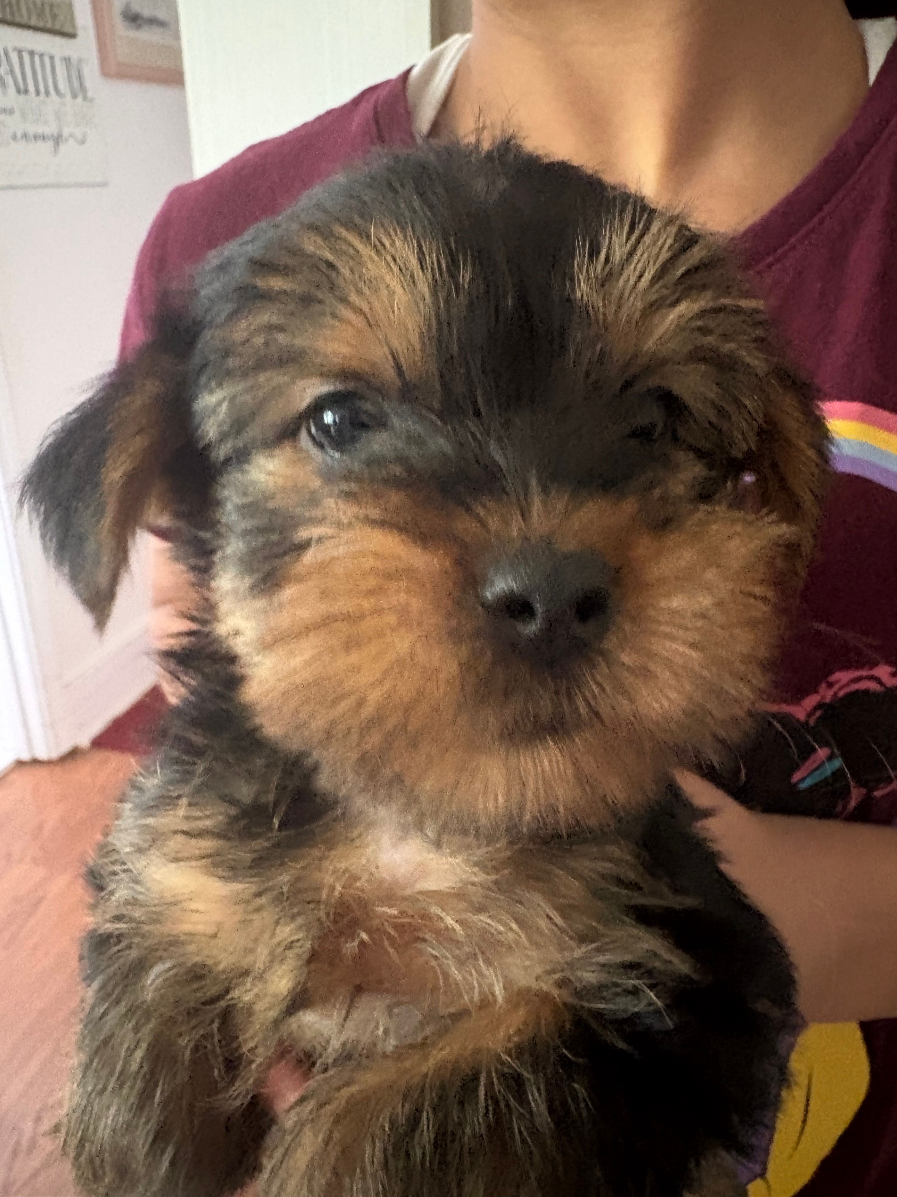 Dot’s Girl – Yorkshire Terrier puppy for sale in Wilkesboro, NC