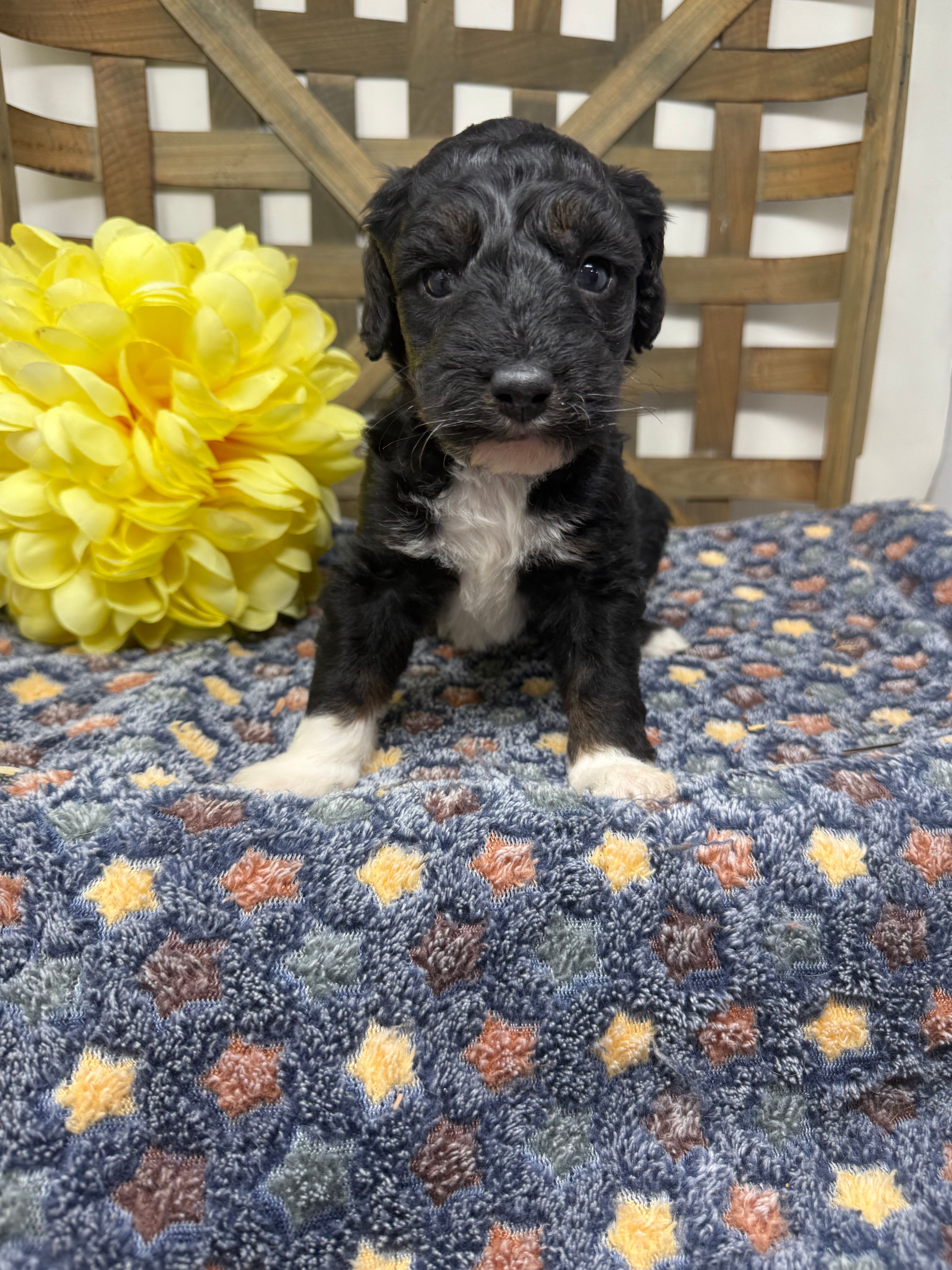 Max-mini  – Miniature Bernedoodle puppy for sale in Dyersville, IA