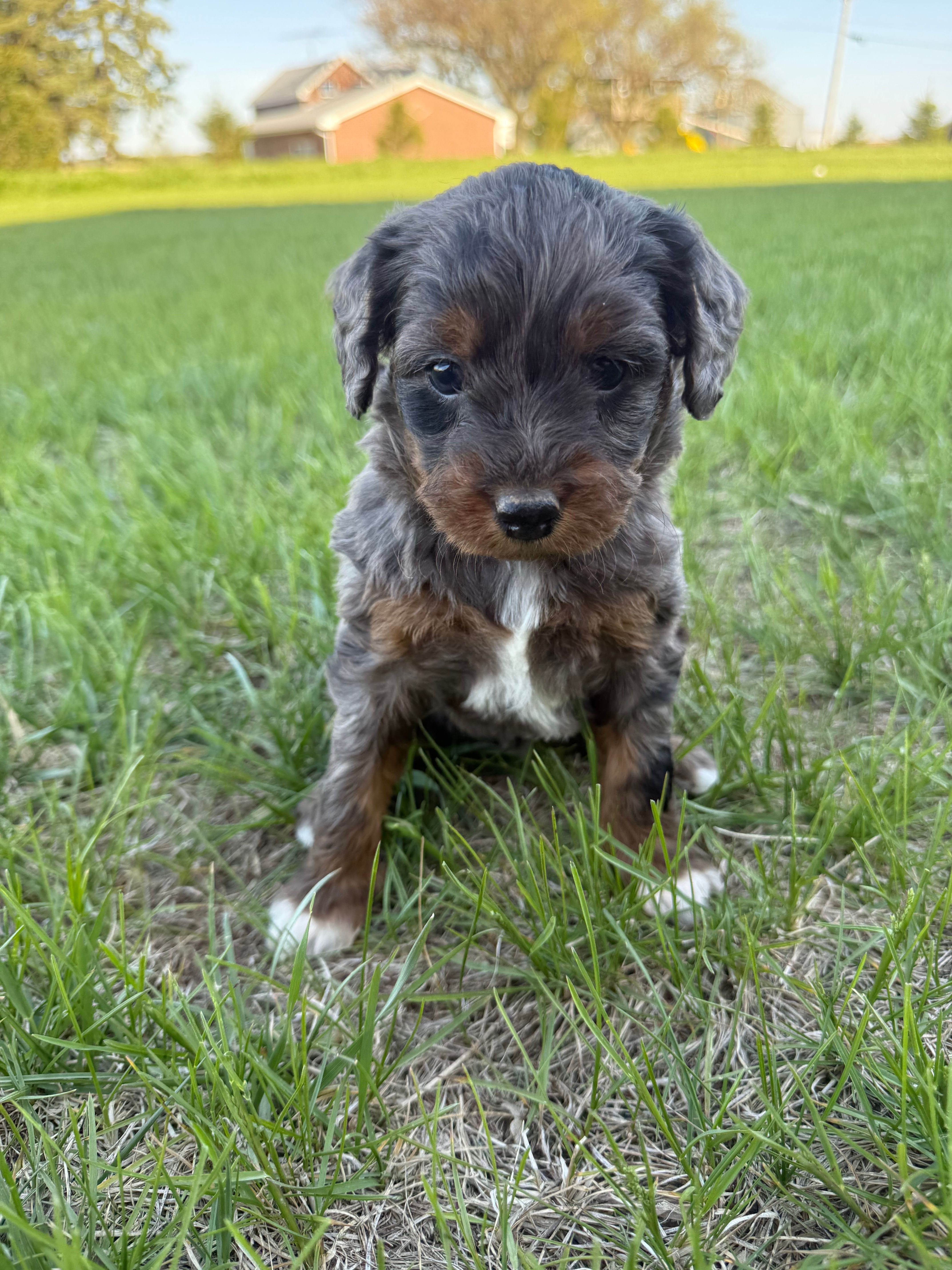 Maggie- Merle mini  – Miniature Bernedoodle puppy for sale in Dyersville, IA