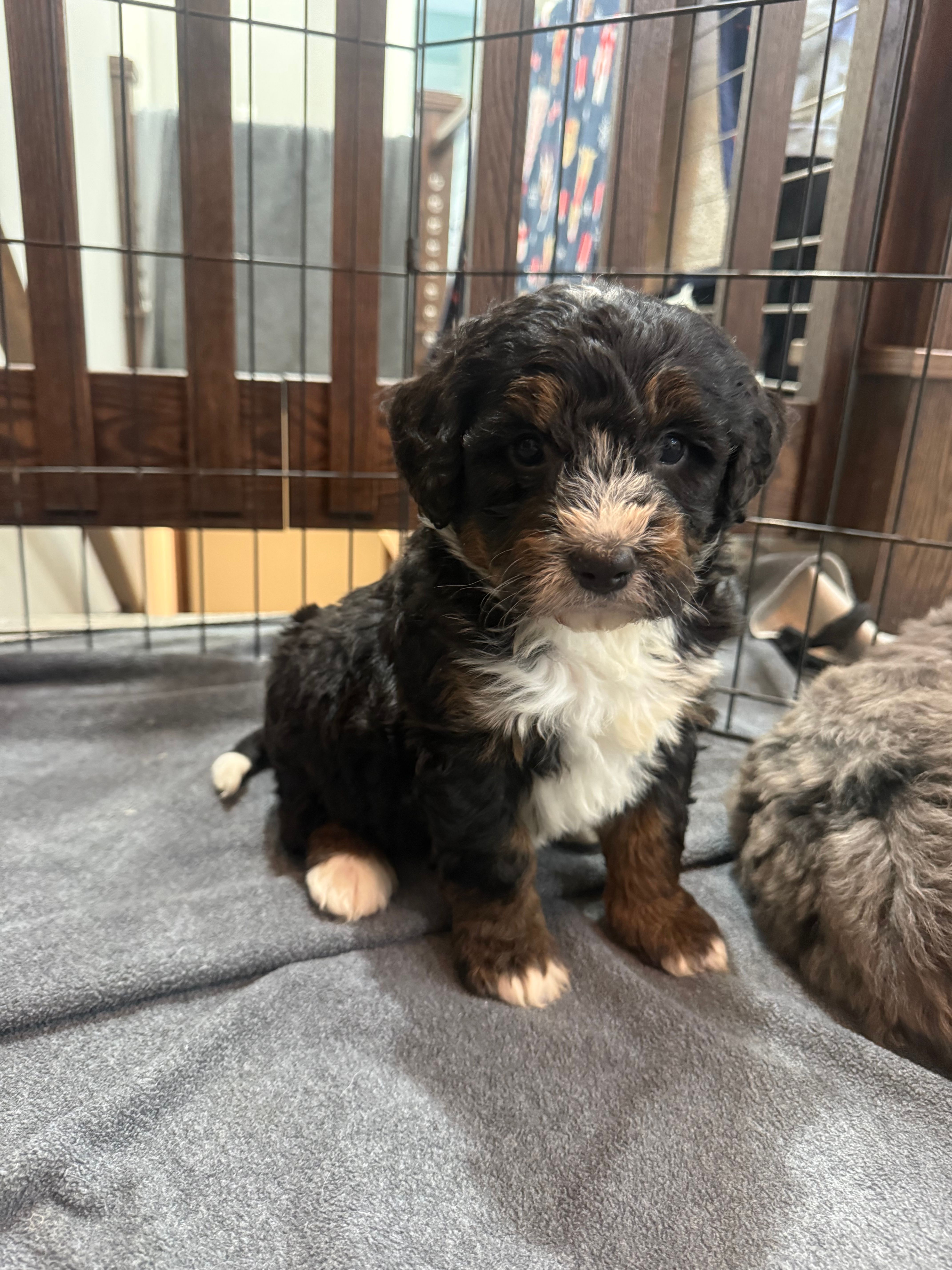 Duke  – Bernedoodle puppy for sale in Dyersville, IA