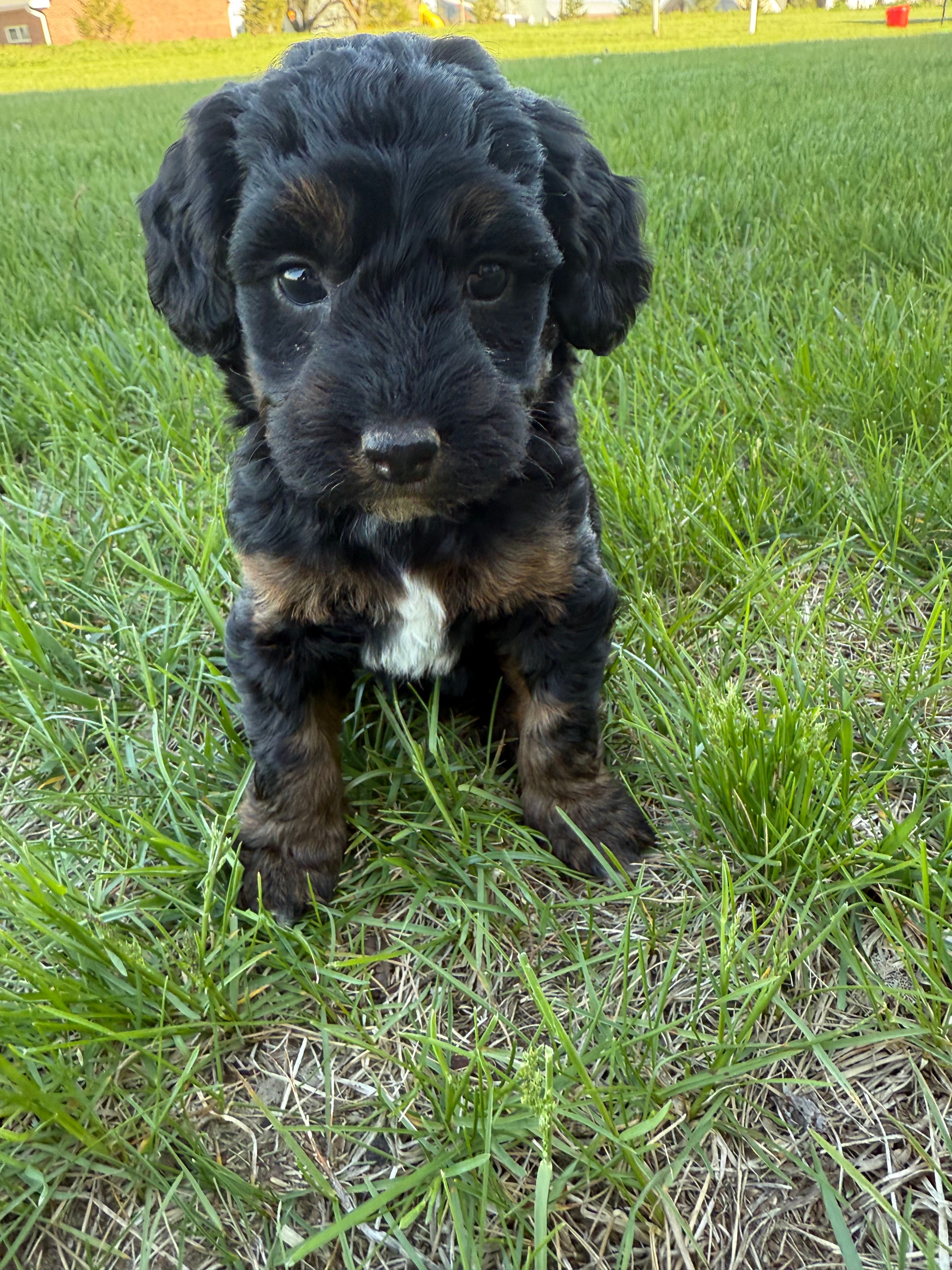 Nola-Mini  – Miniature Bernedoodle puppy for sale in Dyersville, IA