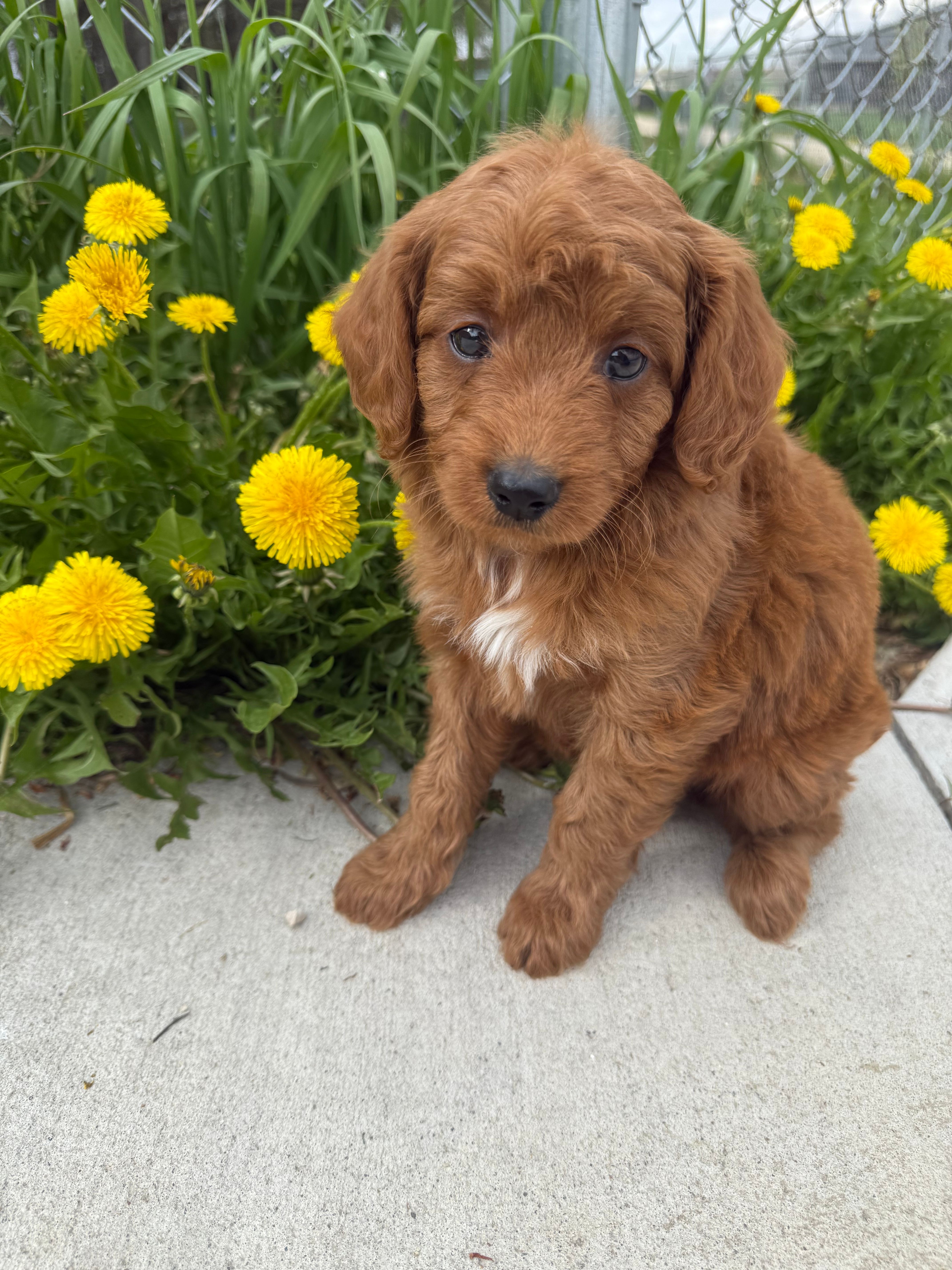 Red- Mini  – Miniature Goldendoodle puppy for sale in Dyersville, IA