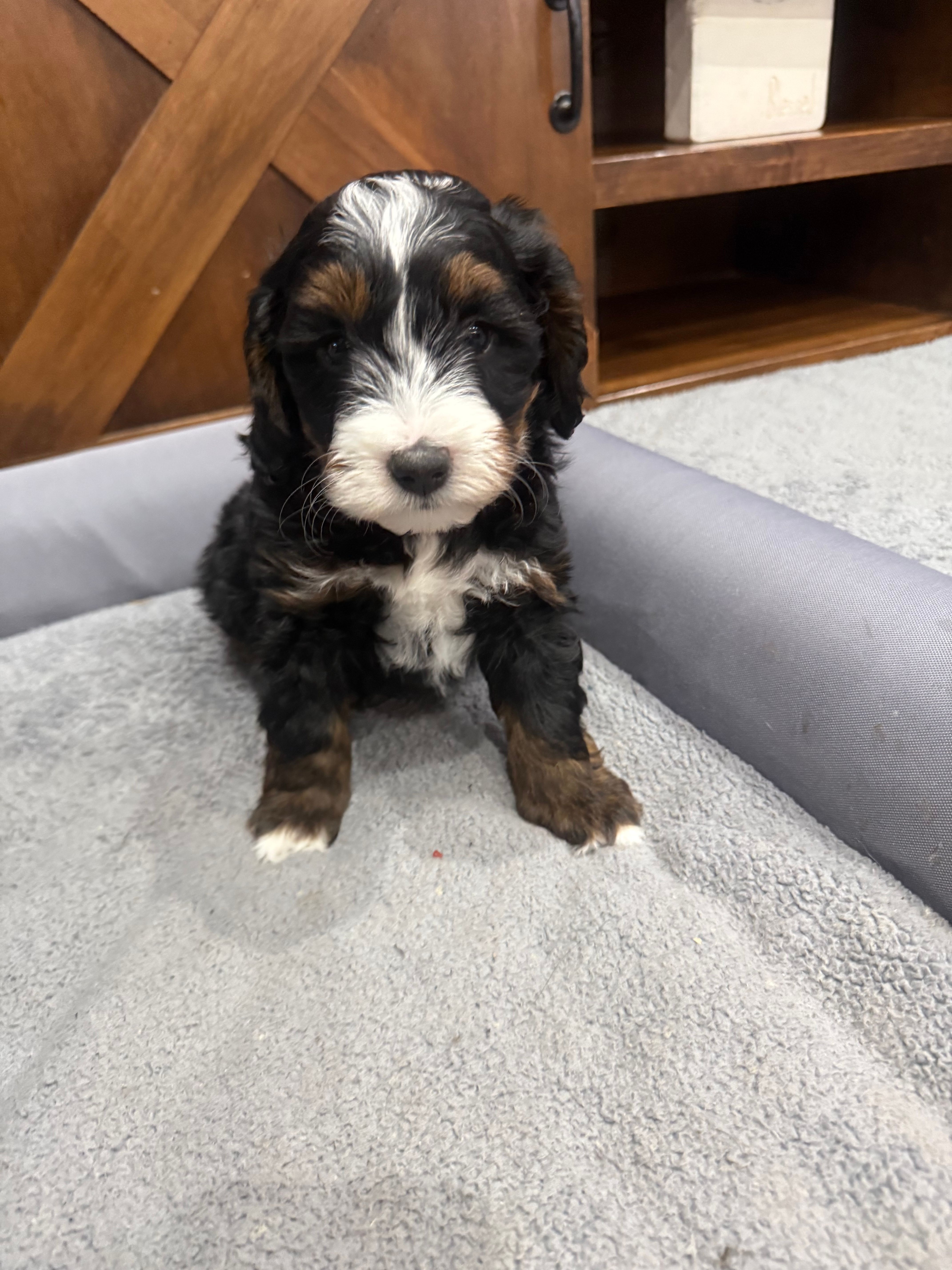 Teddy-Mini  – Miniature Bernedoodle puppy for sale in Dyersville, IA