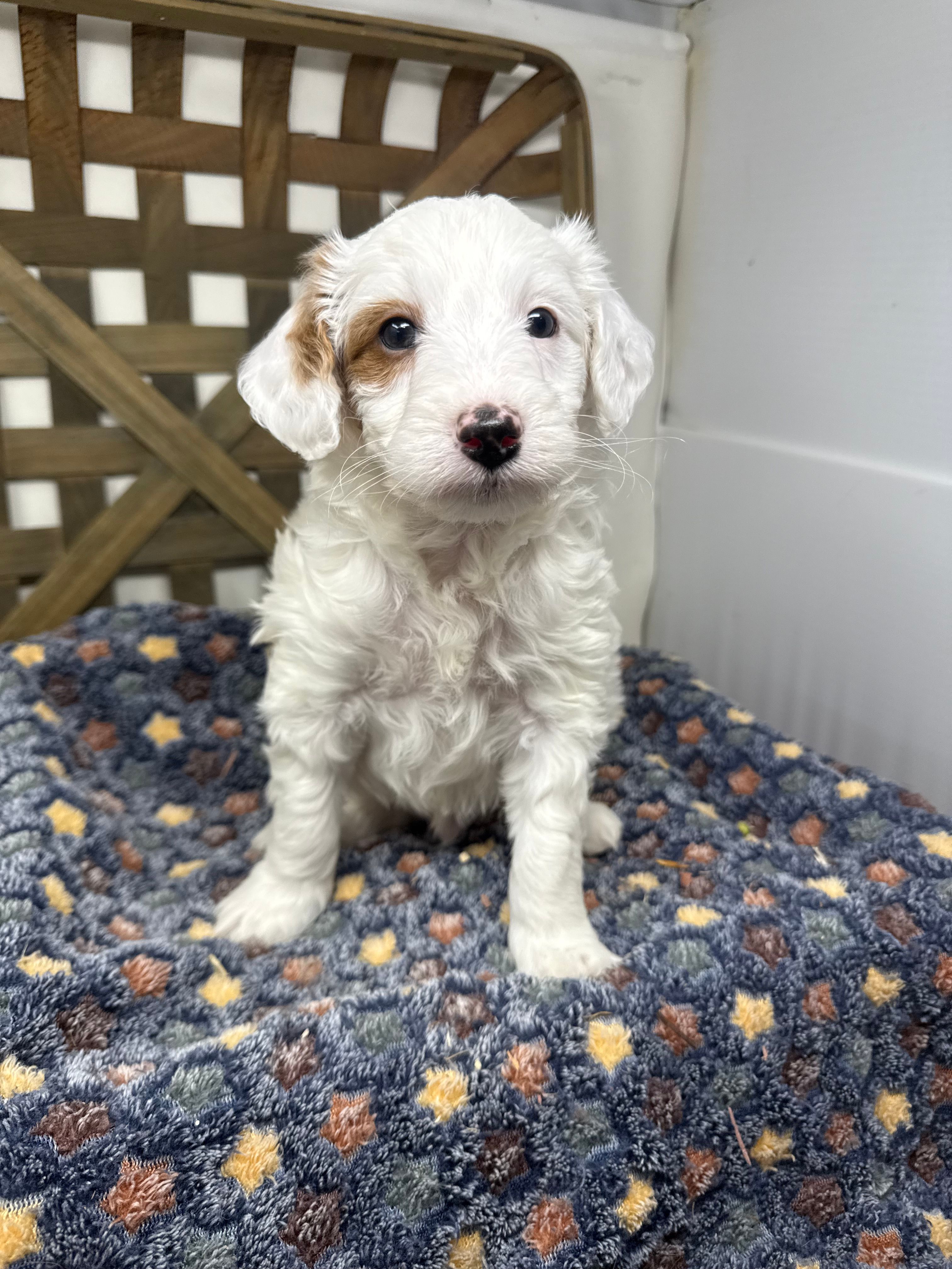 Spot-petite. 12 lbs  – Miniature Goldendoodle puppy for sale in Dyersville, IA