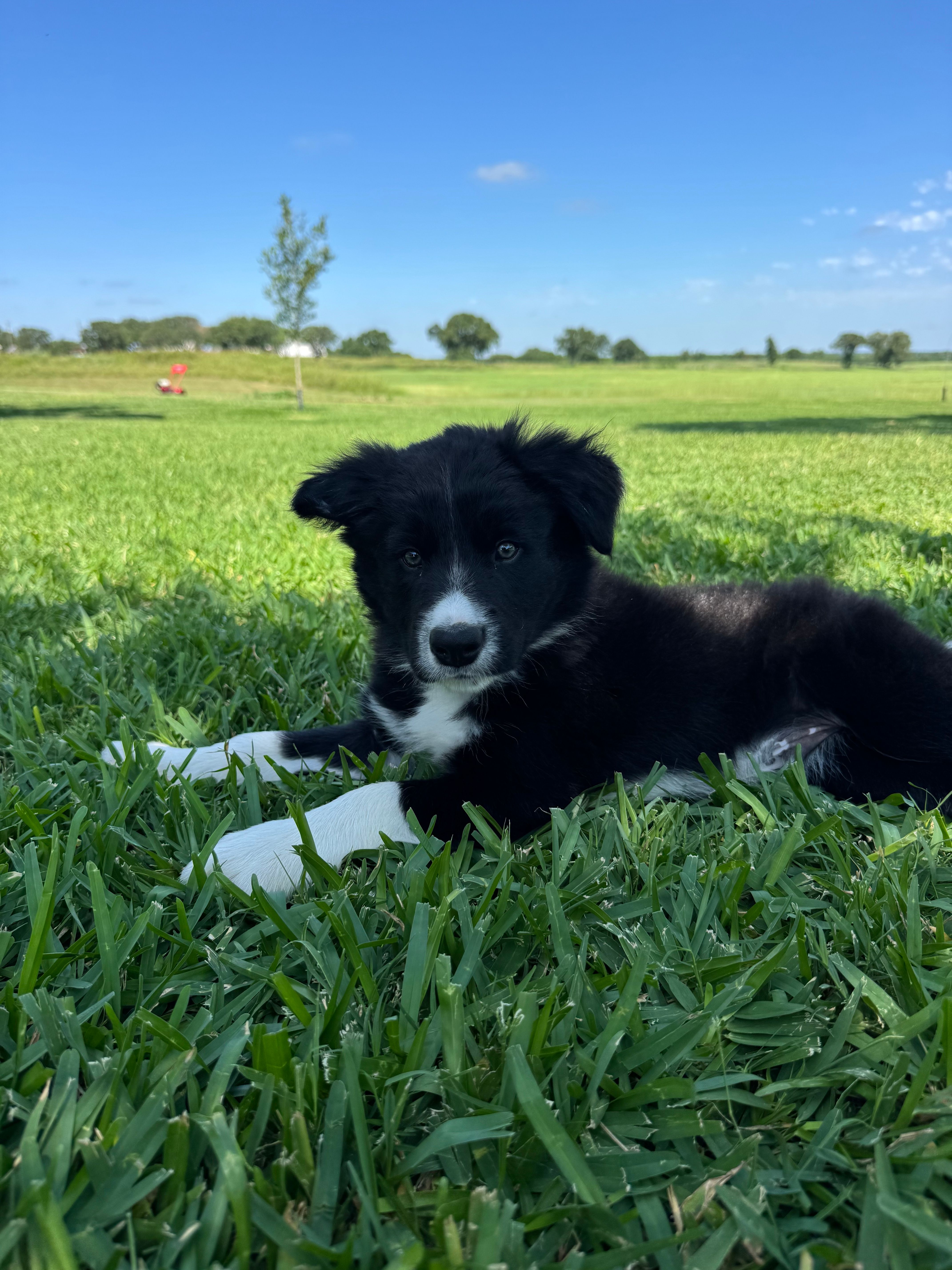 Burke – Border Collie puppy for sale in Comanche, TX